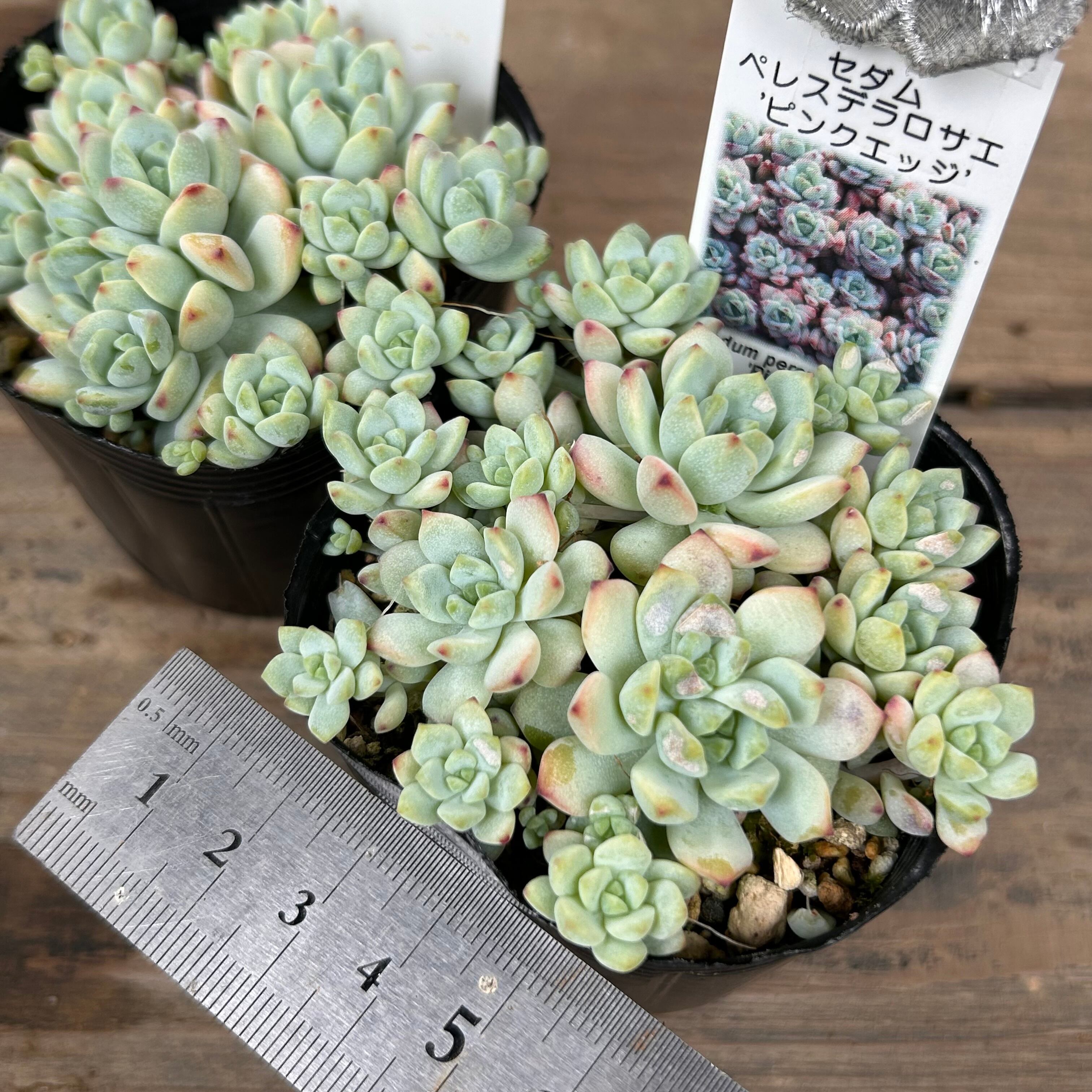 かっちゃん【ペレスデラロサエ ピンクエッジ】 Amazon｜多肉植物 seセダム ペレスデラロサエ ピンクエッジ 多肉