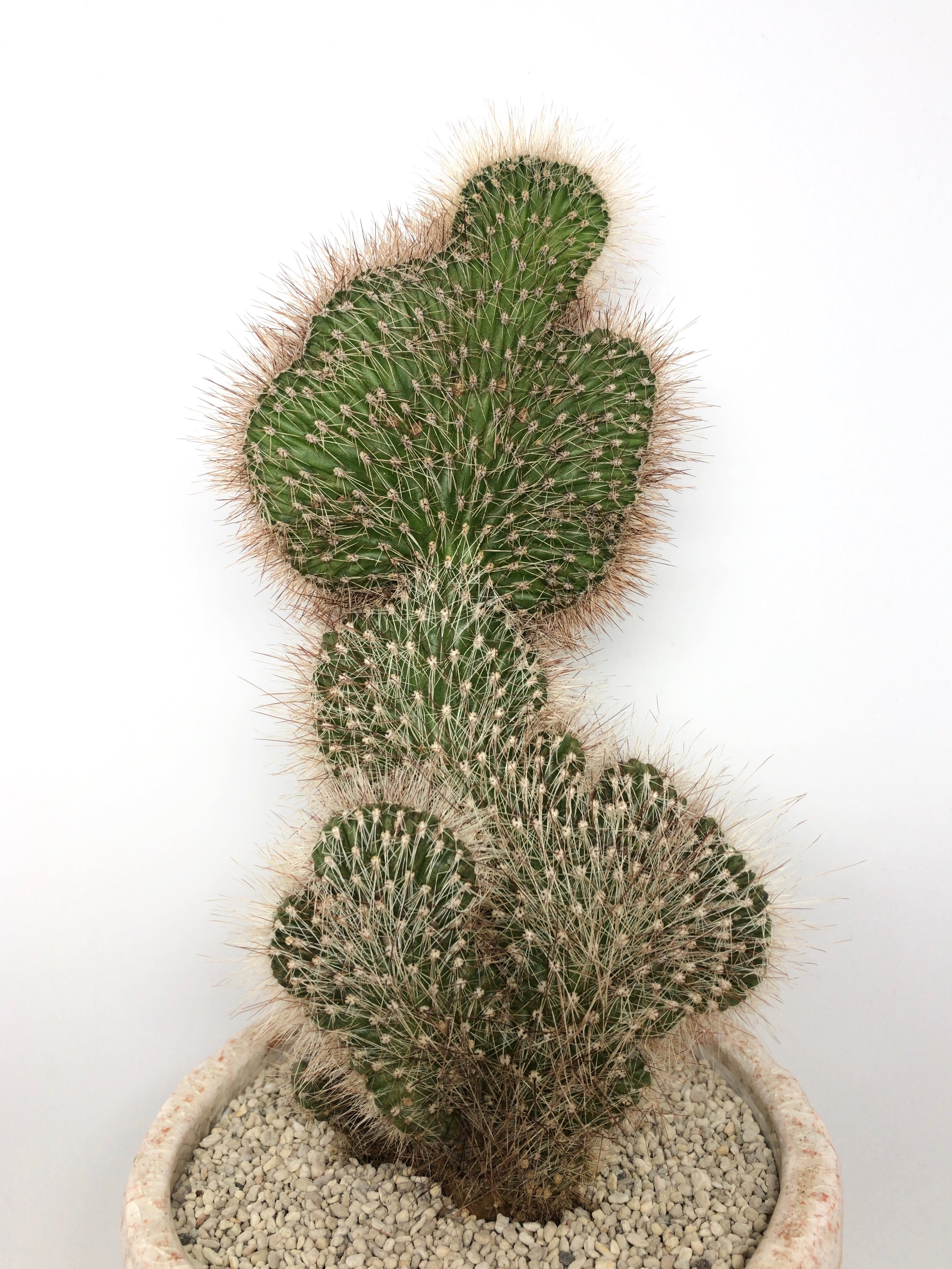 クレイストカクタス・凌雲閣綴化 | trigger