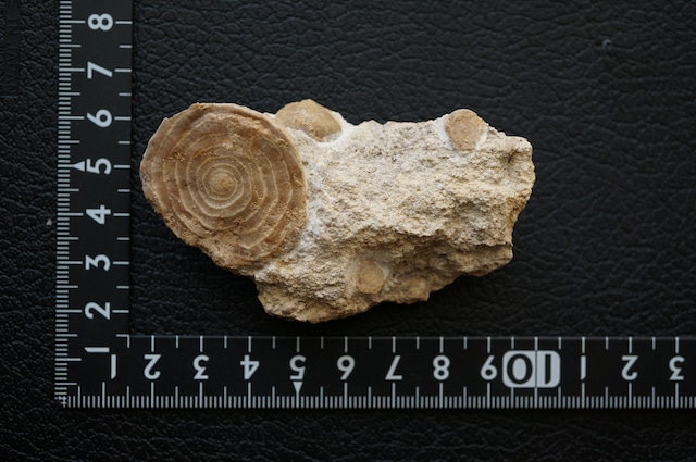 ハンガリー産貨幣石(有孔虫化石) Assilina sp. 1951