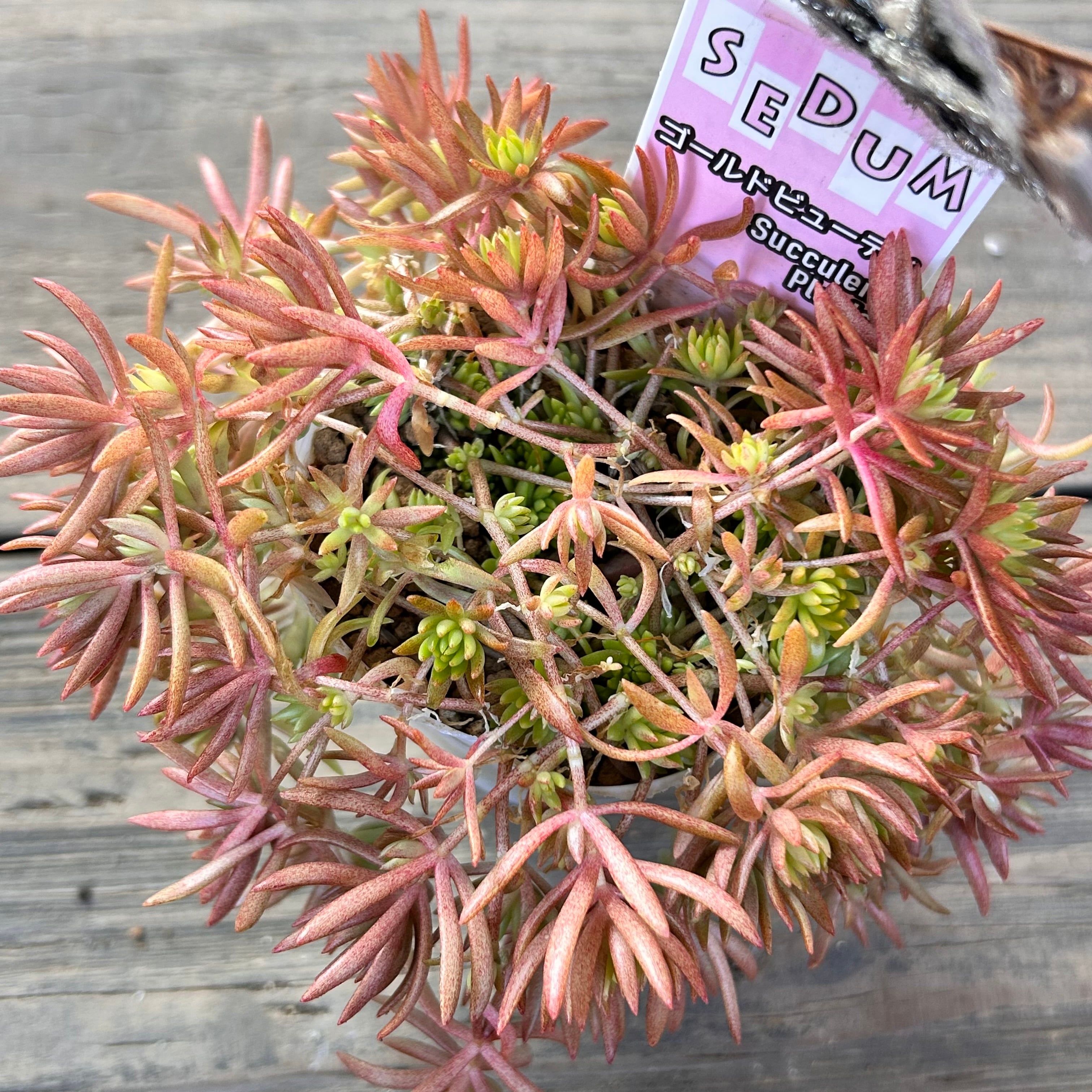 ゴールドビューティ紅葉(セダム) | RuPo 多肉植物専門店