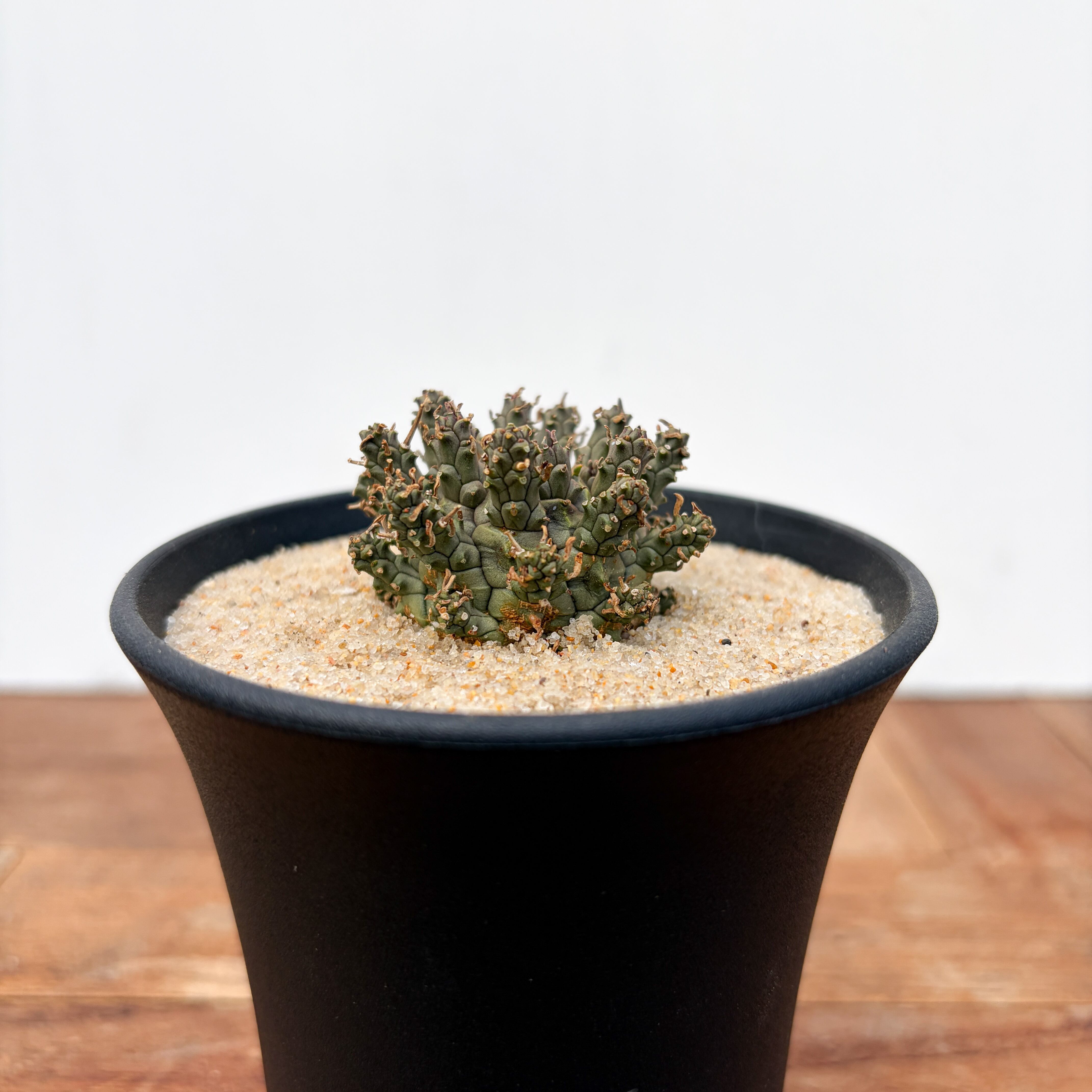 Euphorbia atroviridis【ユーフォルビア・アトロビリディス】 | RIMO'S