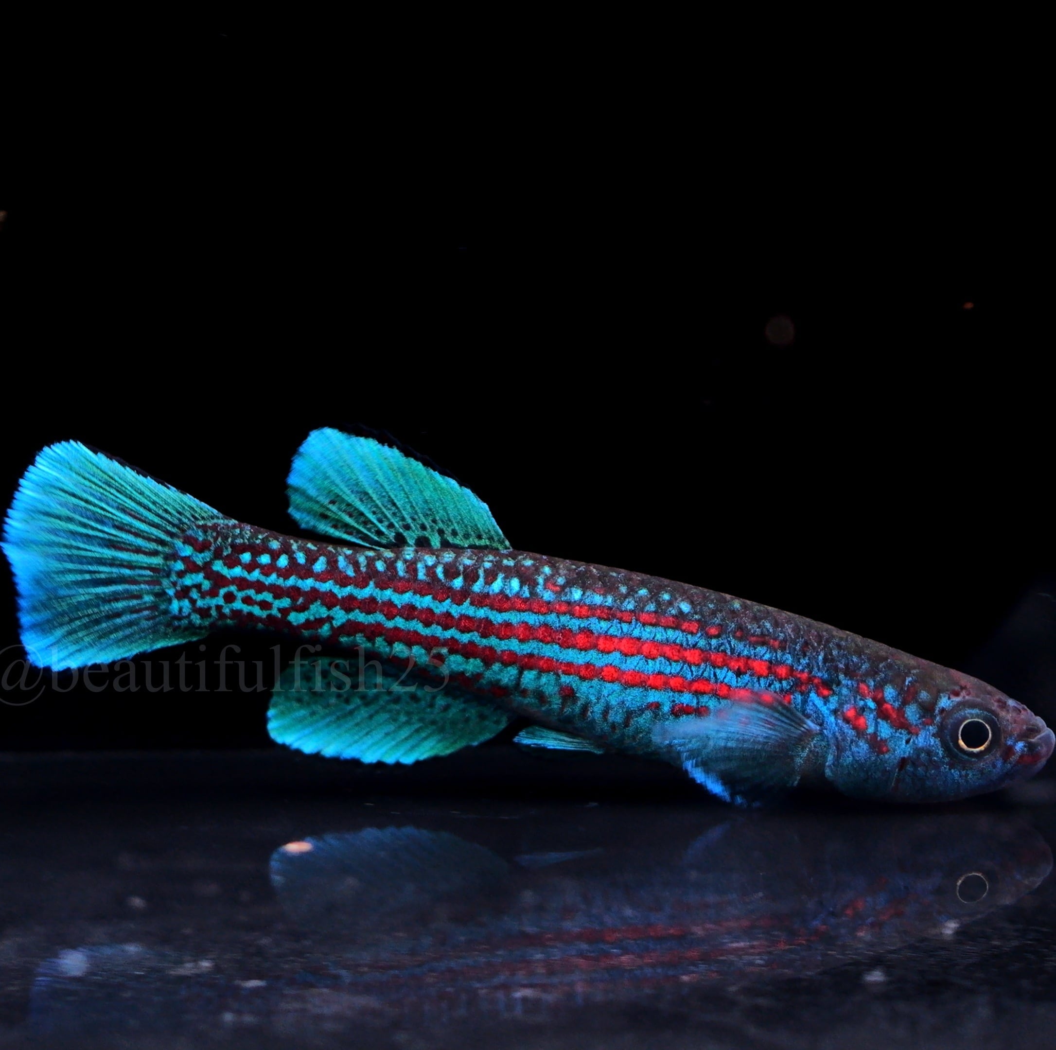 卵生メダカ アフィオセミオン ミンボン GEGVPO 2018/17 熱帯魚 卵生メダカ Aphyosemion mimbon GEGVPO 2018/17 1ペア