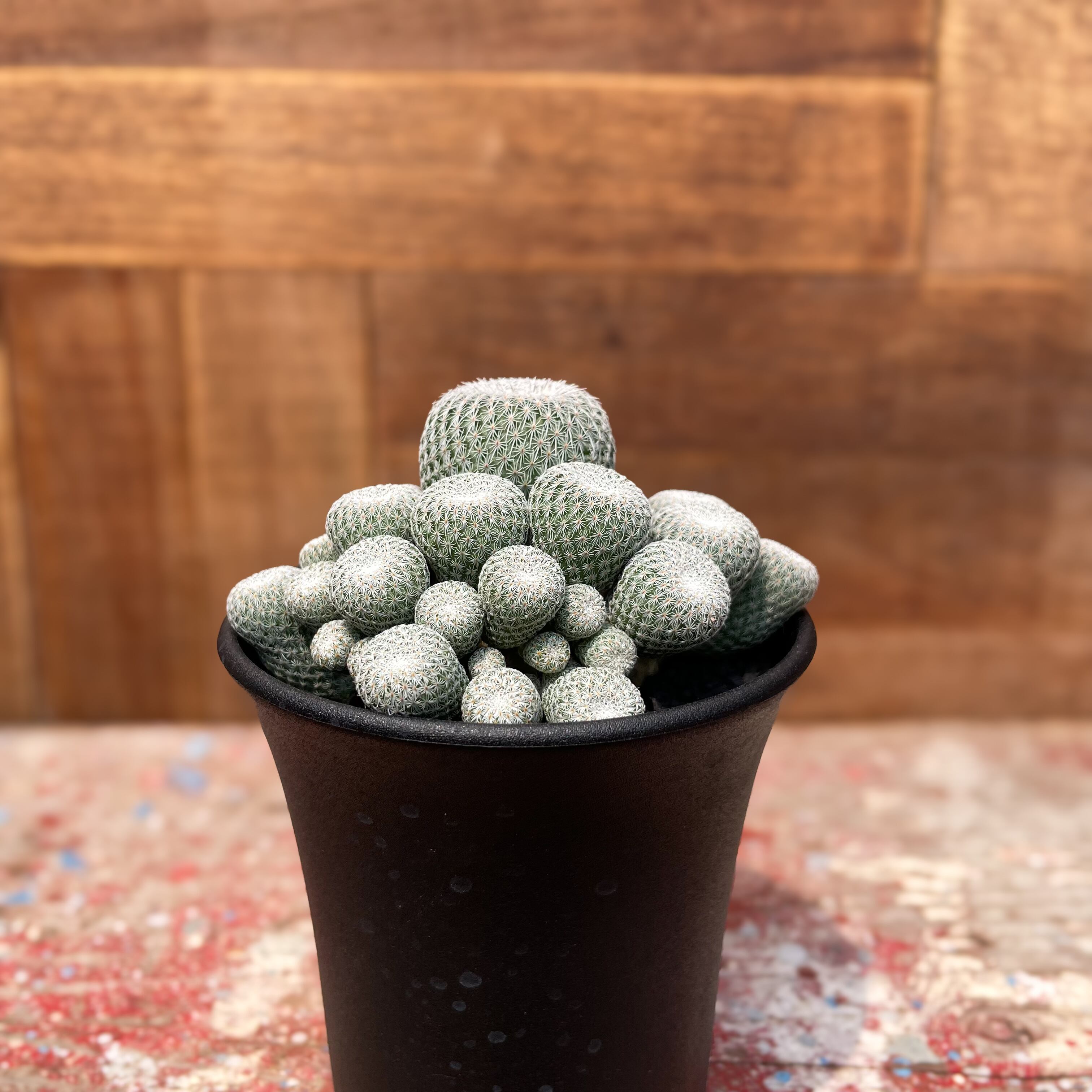 月世界 群生 エピテランサ サボテン / 小人の帽子 かぐや姫 天世界