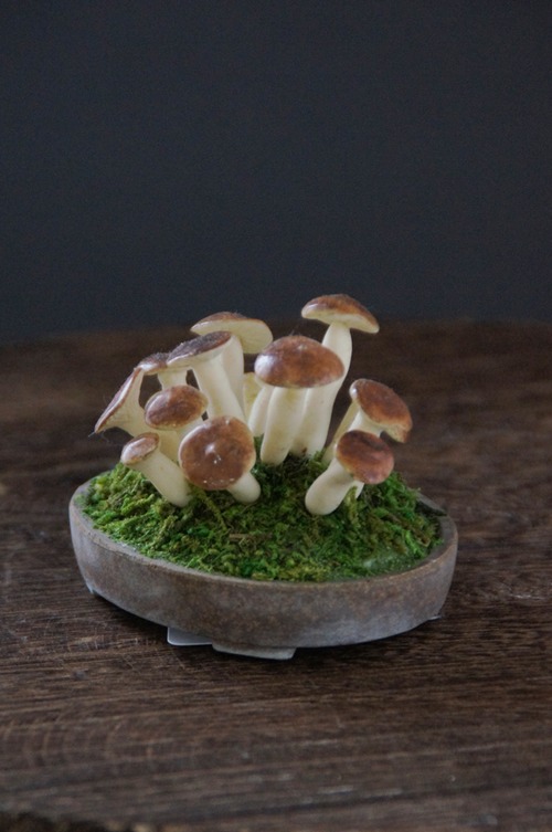 盆栽 シメジ Shimeji mushrooms Bonsai #71