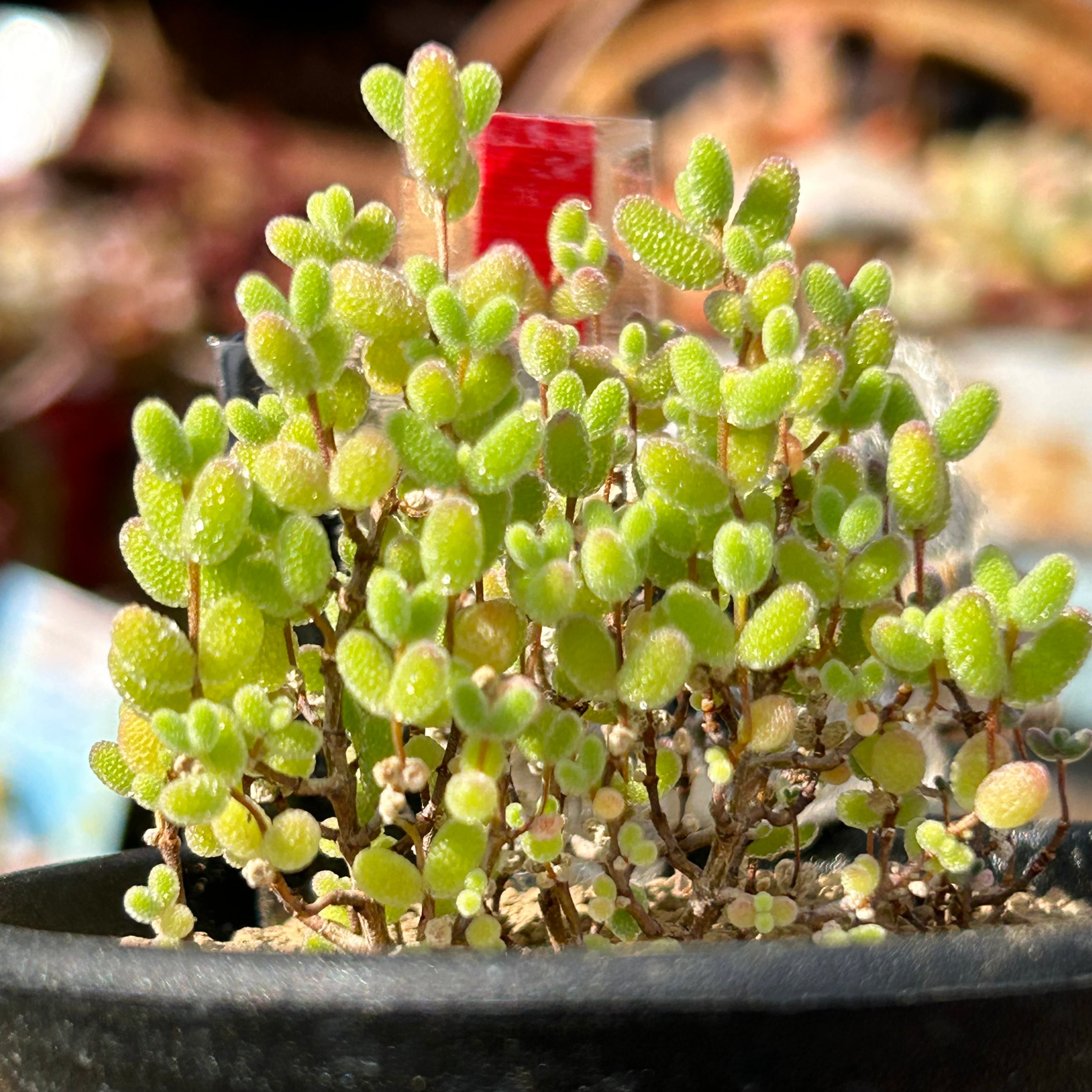 Top【選抜株】多肉植物　265552蜘蛛巣巻絹　35個　鉢無し/脱土 Top【選抜株】多肉植物265552蜘蛛巣巻絹35個鉢無し/脱土