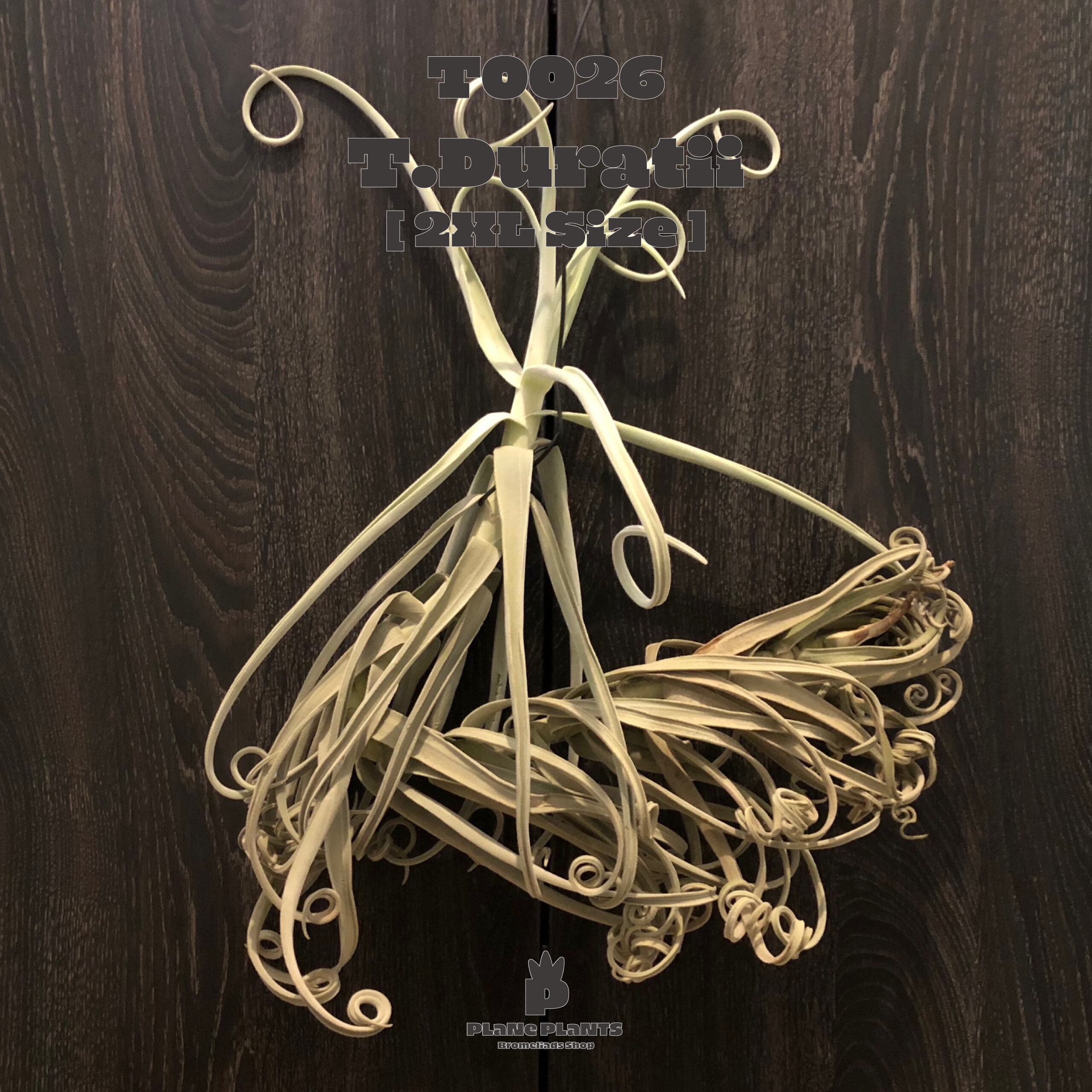 【送料無料】ドゥラティXXL〔エアプランツ〕現品発送T0026