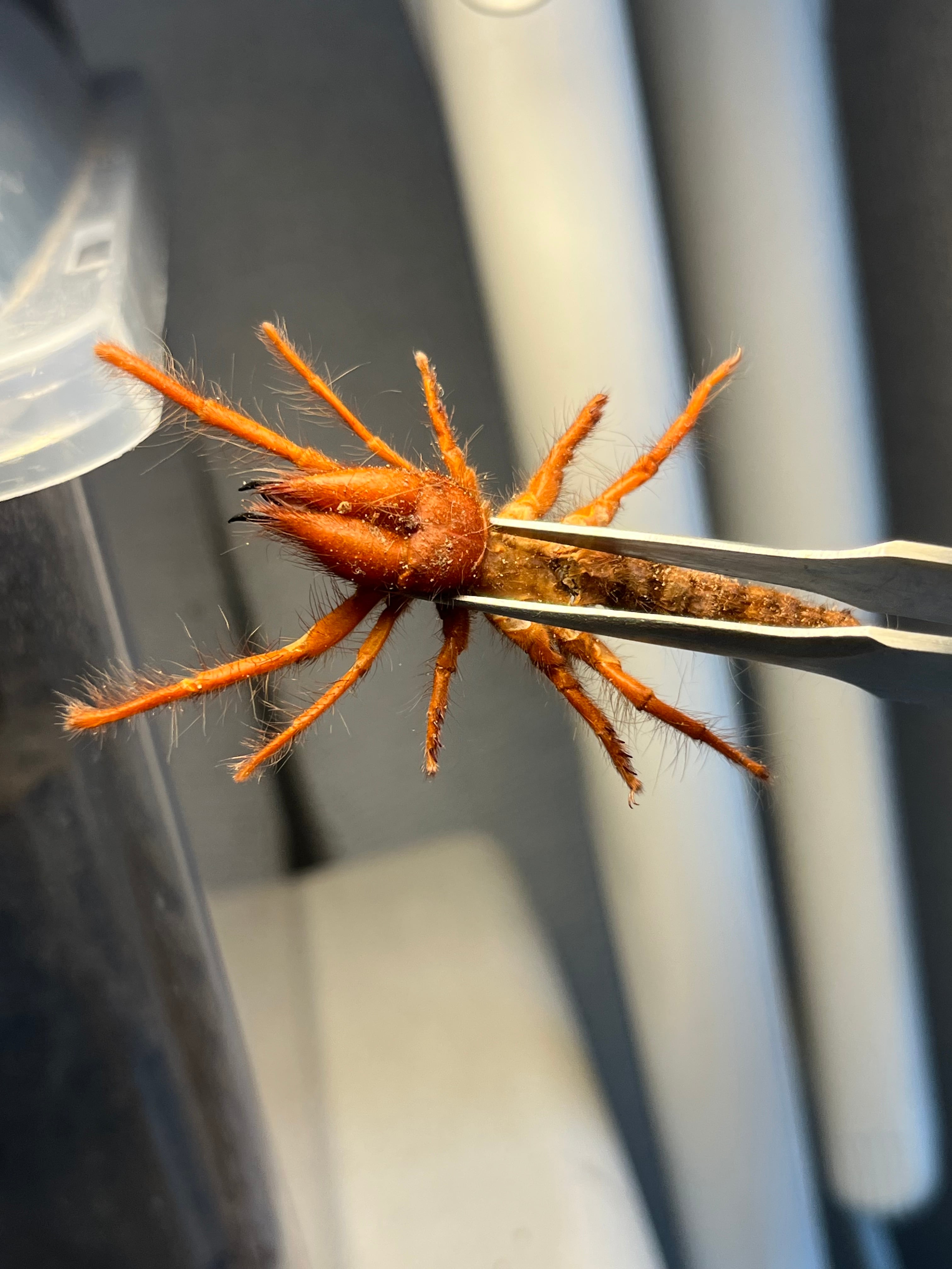 ブラッドレッドヒヨケムシ Dinorhax i 奇蟲標本 標本 昆