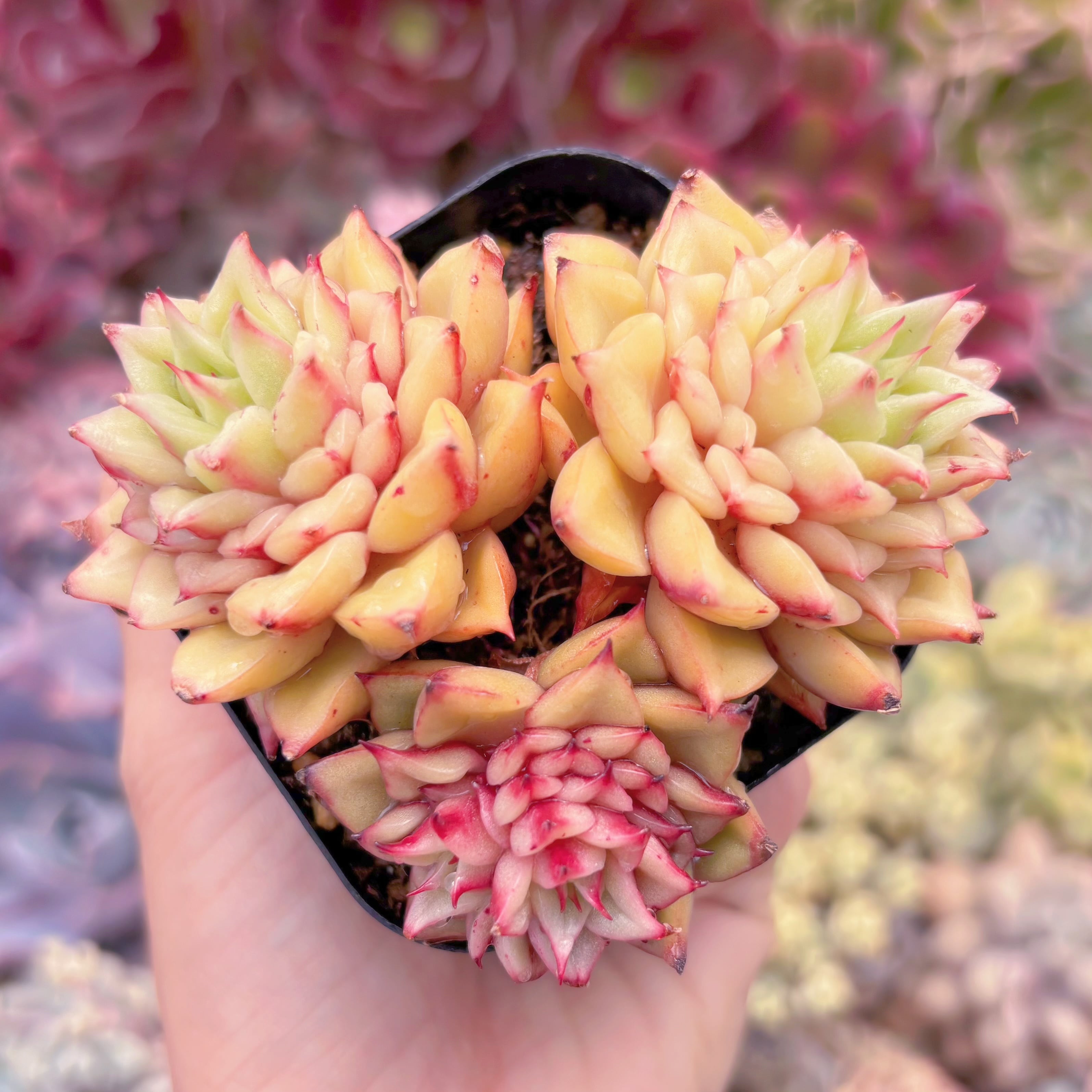 現品　爛漫染#587　群生　稀少　新入荷