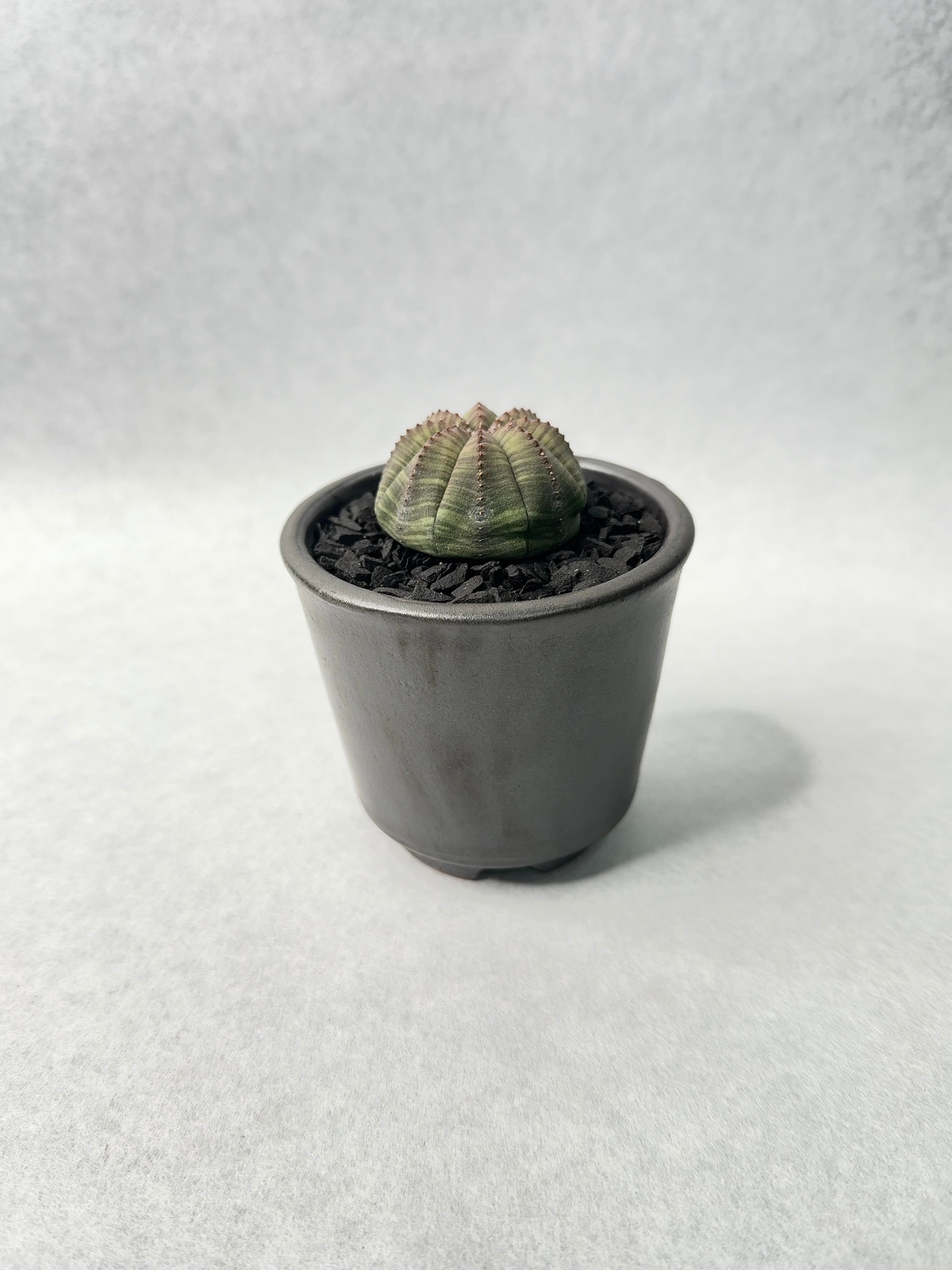 20.ユーフォルビア・オベサ | trigger