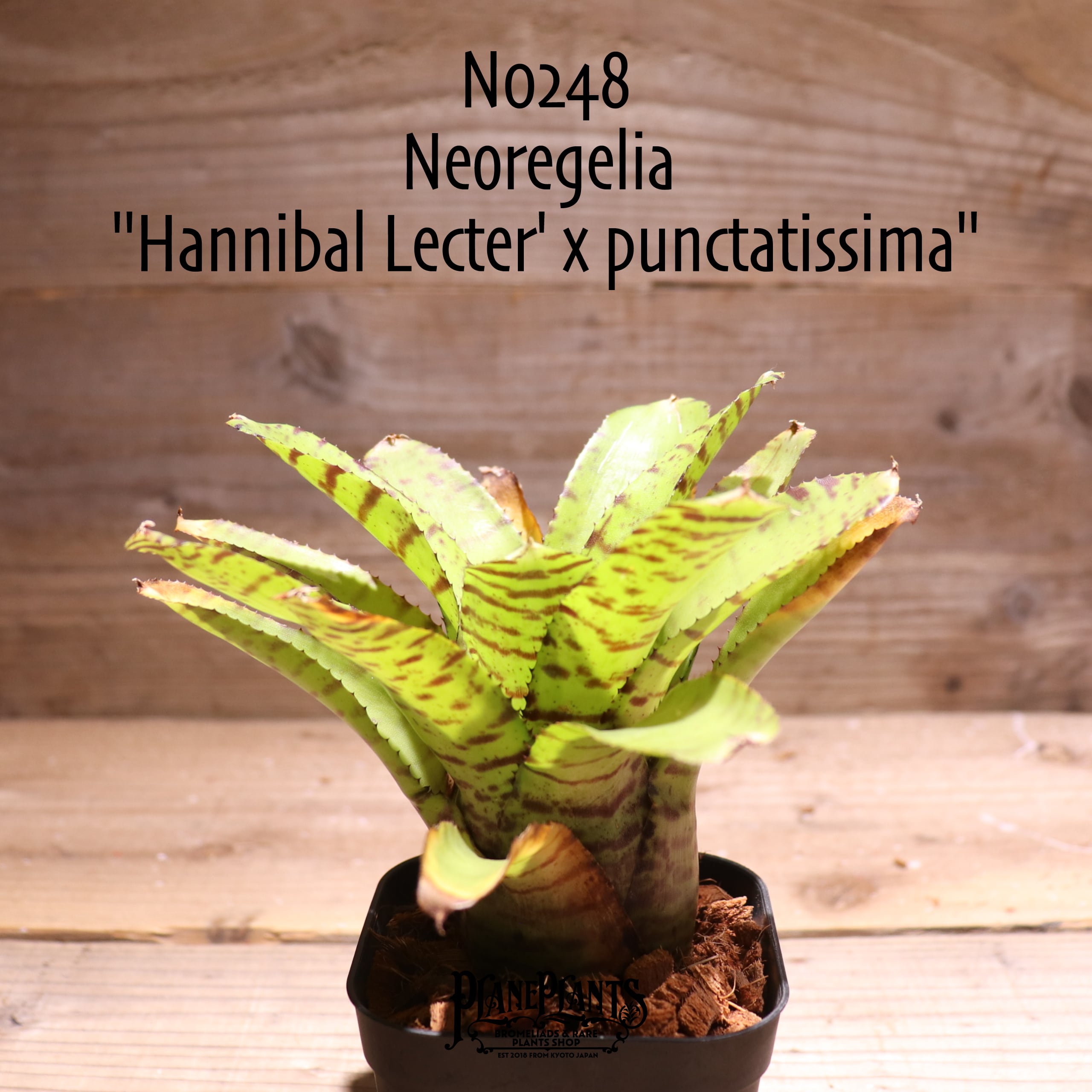 送料無料】Neoregelia 'Hannibal Lecter' x punctatissima