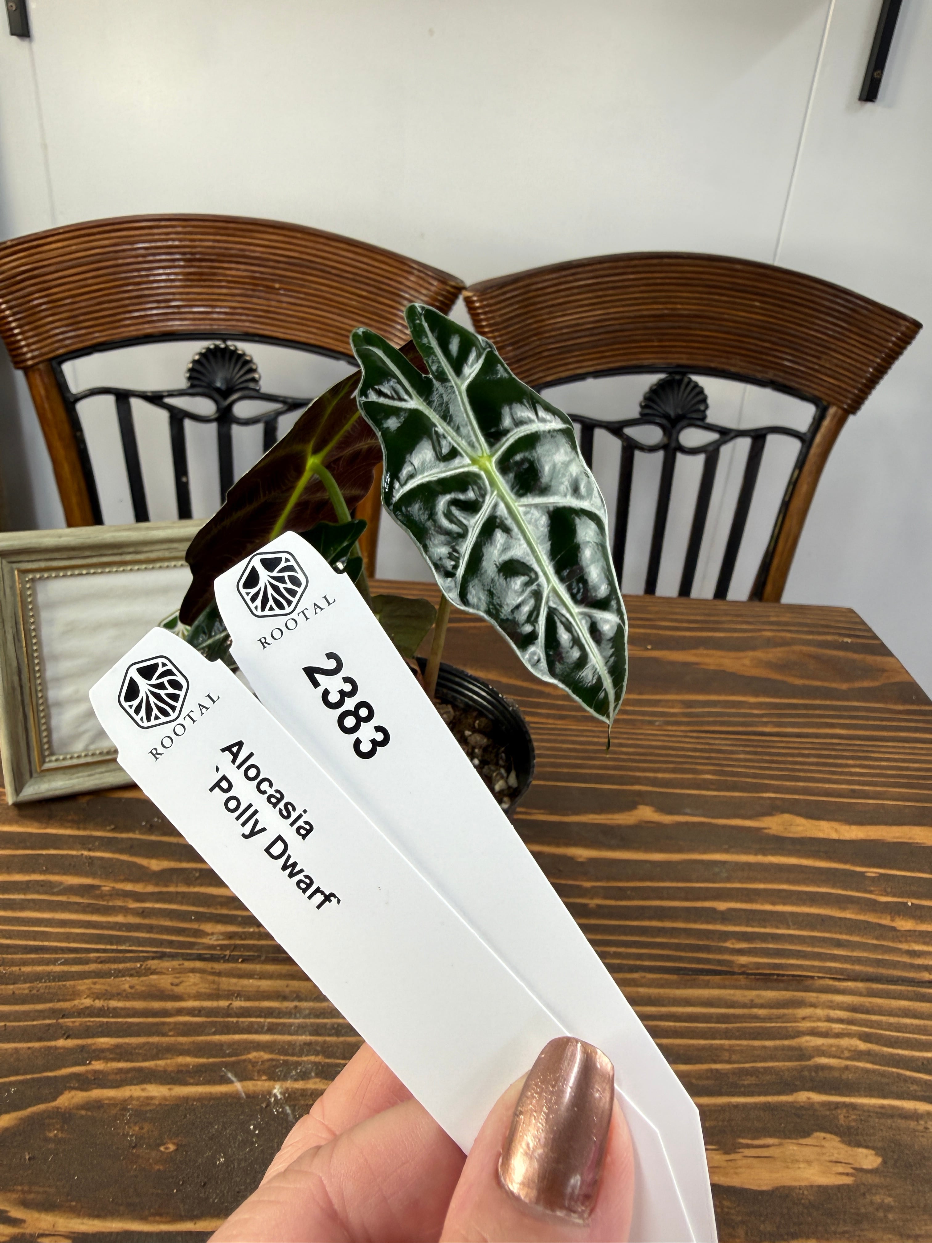 ★2383【小さく始める贅沢】アロカシア ポリー ドワーフ(3.5号ポット)