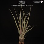 【送料無料】streptophylla × novakii〔エアプランツ〕現品発送T3582