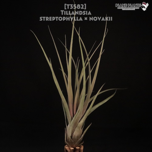 【送料無料】streptophylla × novakii〔エアプランツ〕現品発送T3582