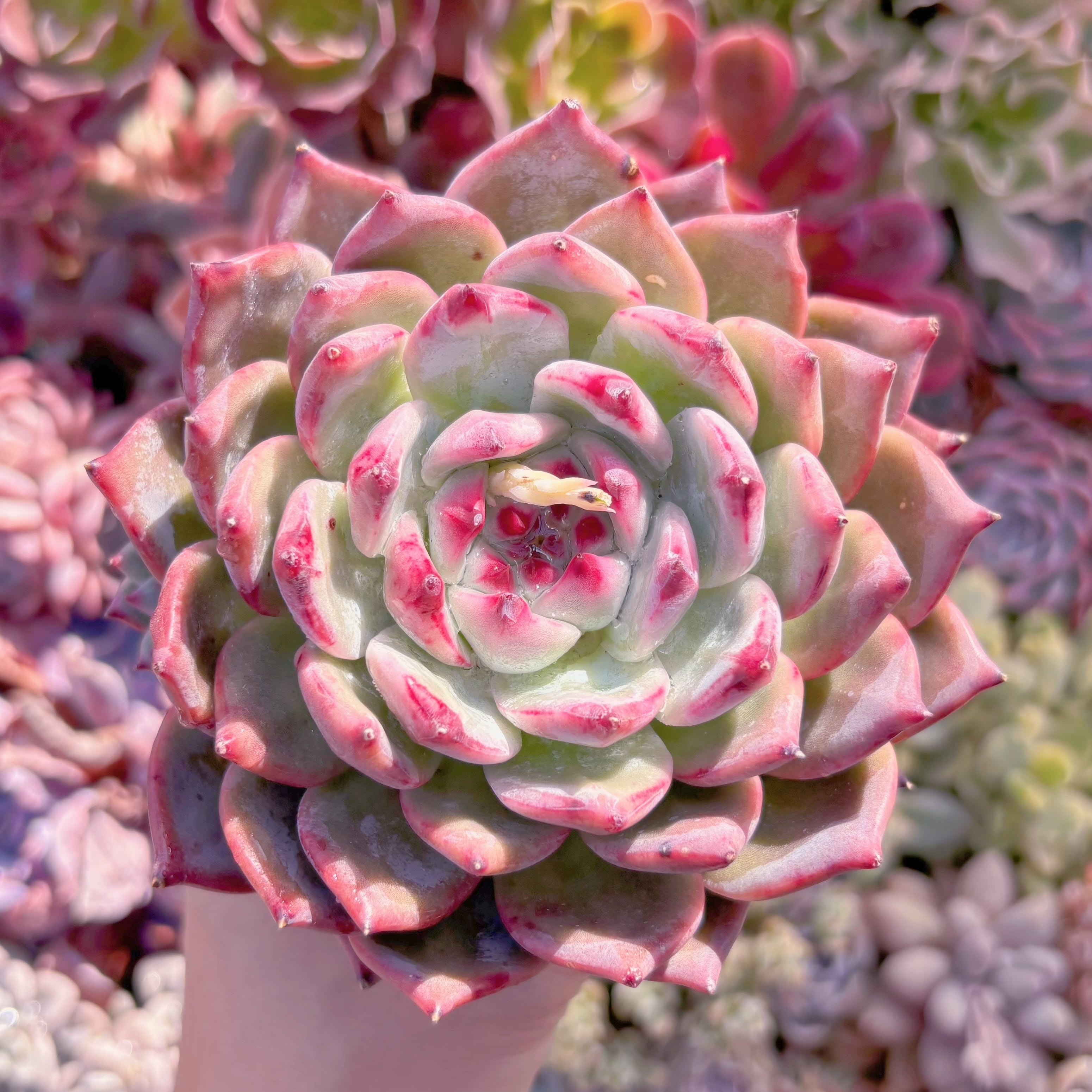 現品　ダイヤモンドコロラータ#844　大苗　るる農園