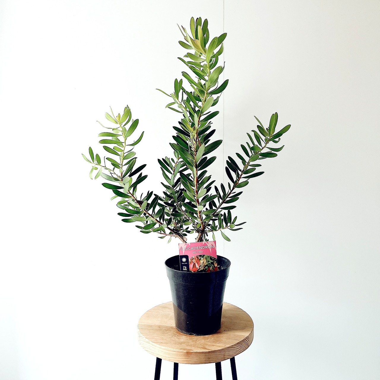【現品】リューカデンドロン・レッドジェム 5号鉢（高さ約70cm）｜珍しい赤系の花苞が魅力のネイティブプランツ calmcafe
