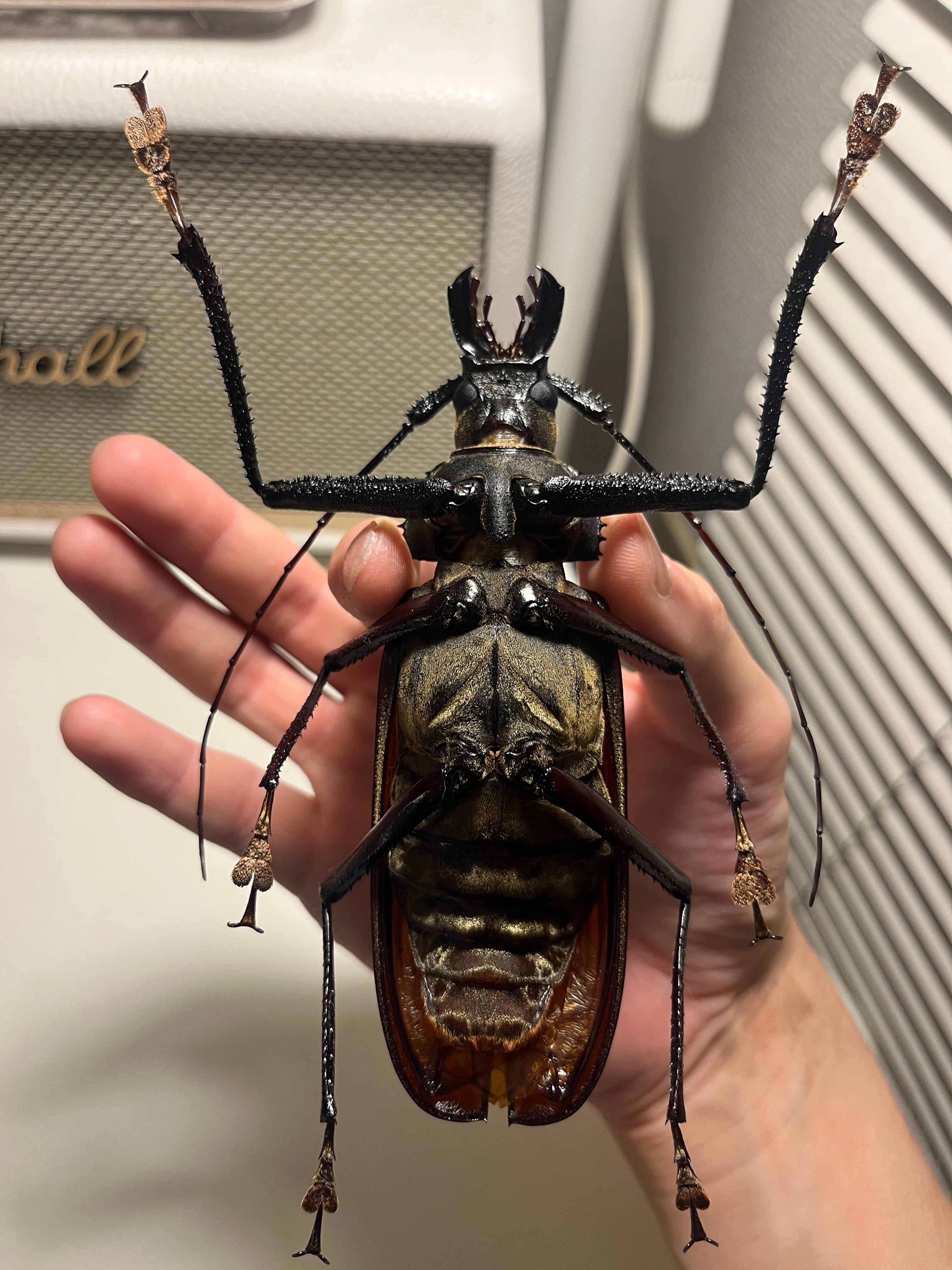 127mm】スジバネトゲフチオオウスバカミキリ ブルウスバカミキリ