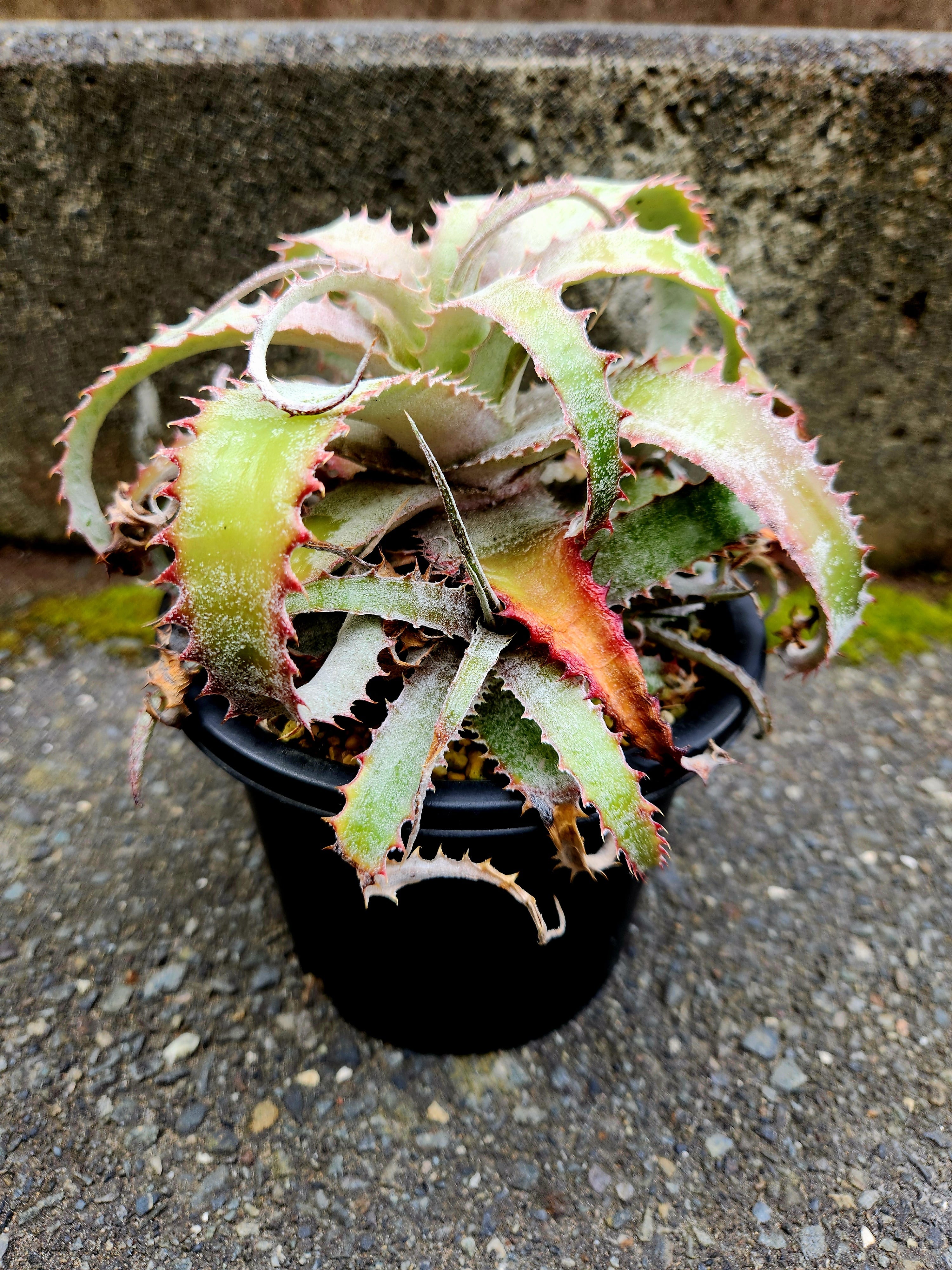大人気 ヘクチア ラナタ 雌株 Hechtia lanata ⑴ ヘクチア・ラナータ hechtia lanata | フラワーショップあきの