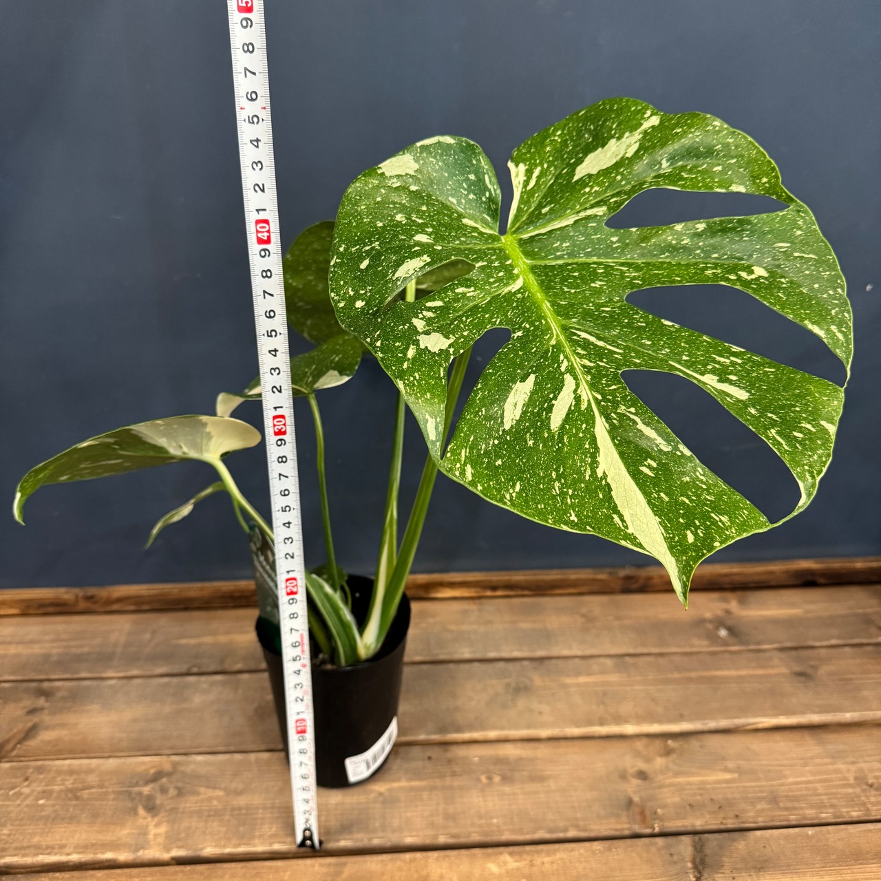 モンステラ タイコンステレーション【359】