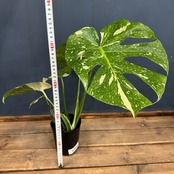 モンステラ タイコンステレーション【359】