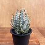 Aloe erinacea【アロエ・エリナケア】