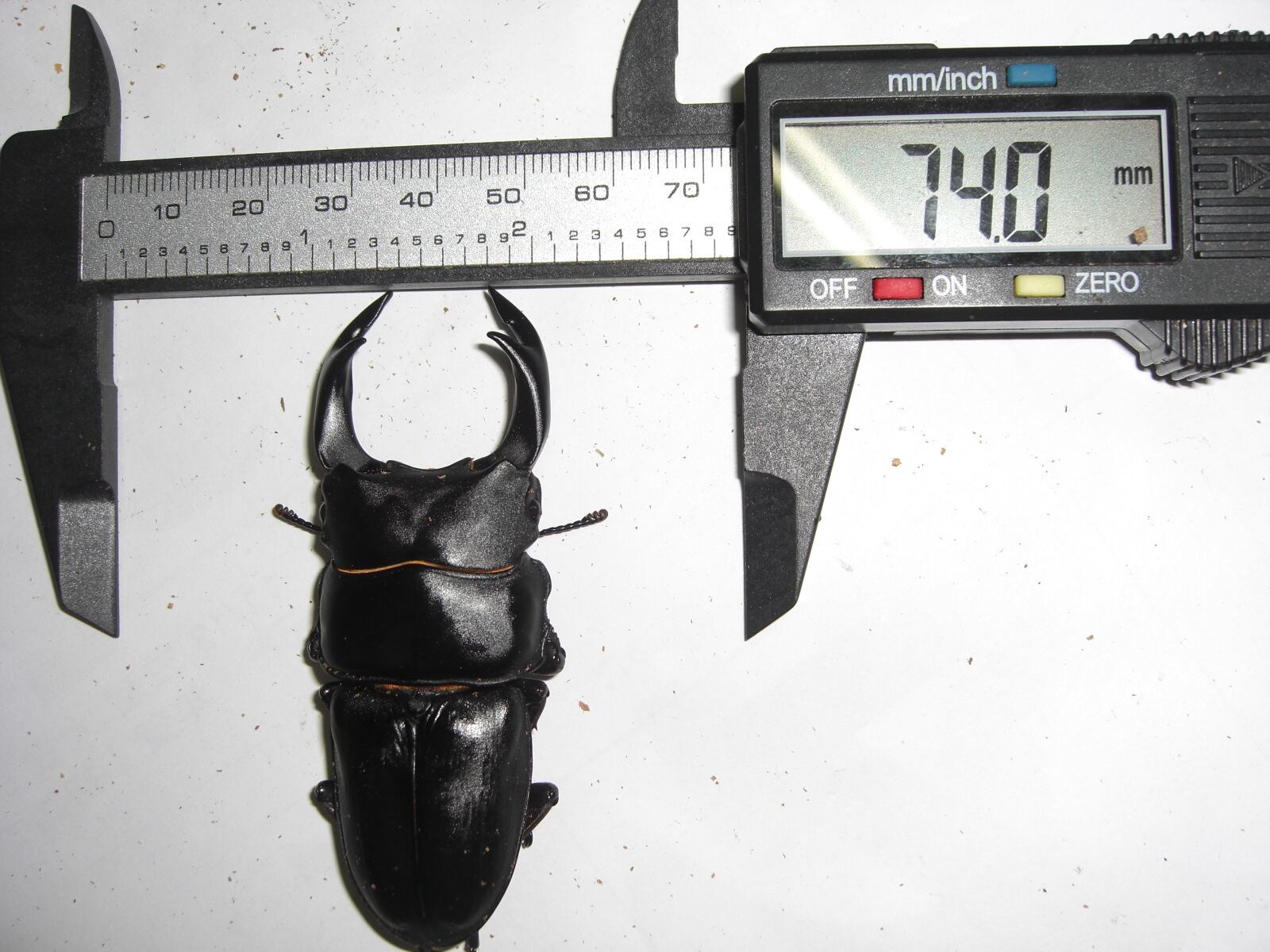 3 マダガスカルのとても珍しい虹色タマムシ（♀） | PAY ID