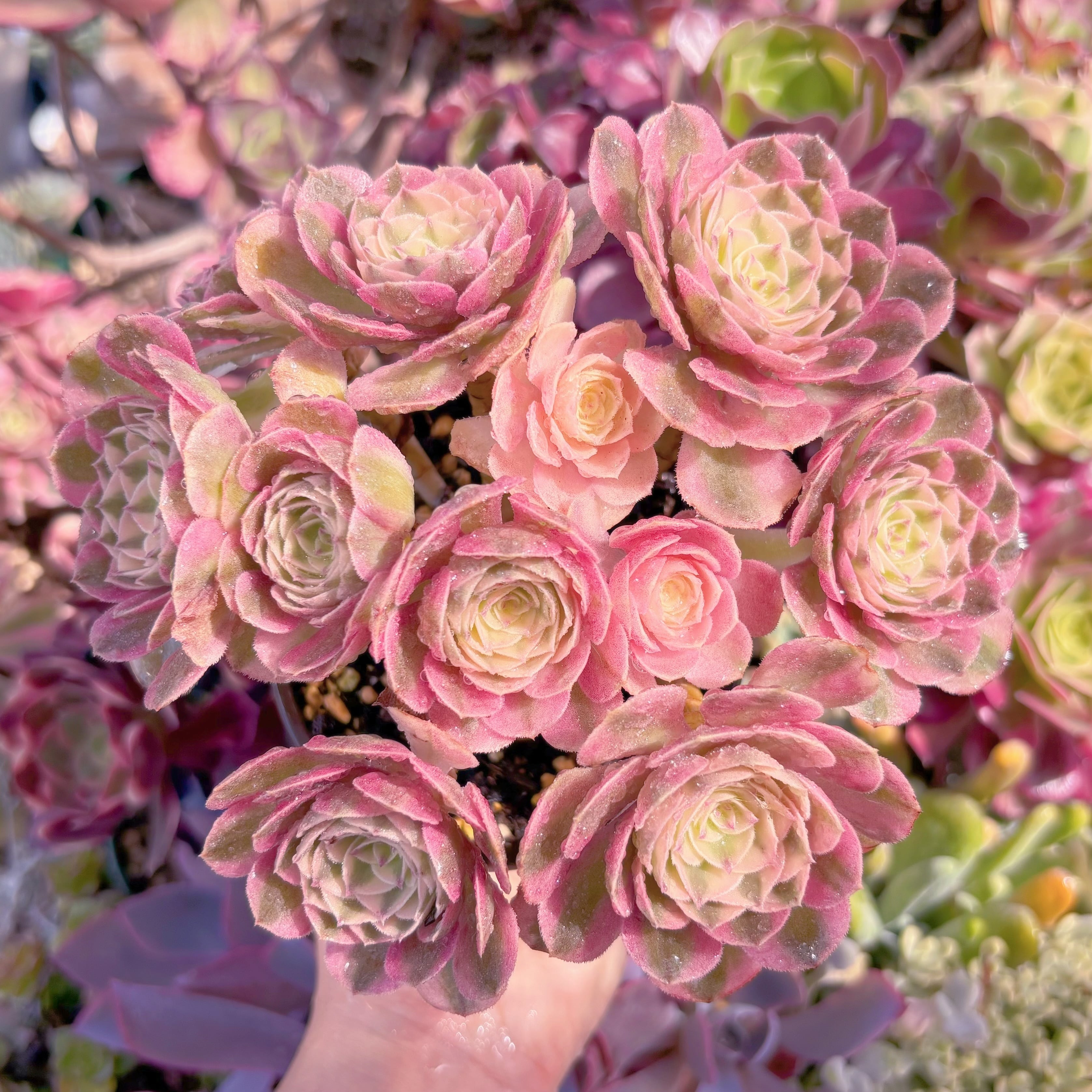 現品　ハロウィン白錦#577　大群生　るる農園