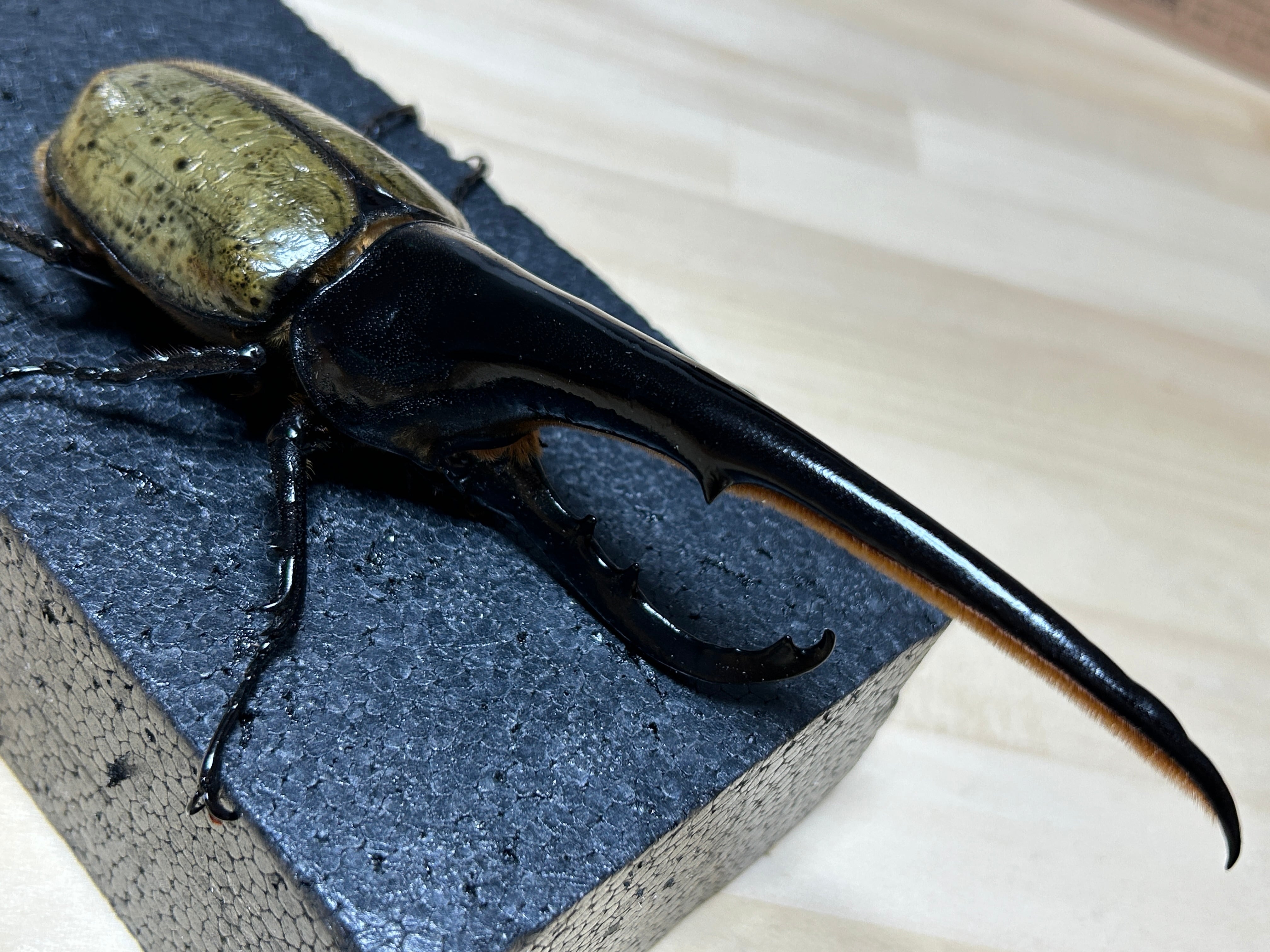 アートオブヘラクレス