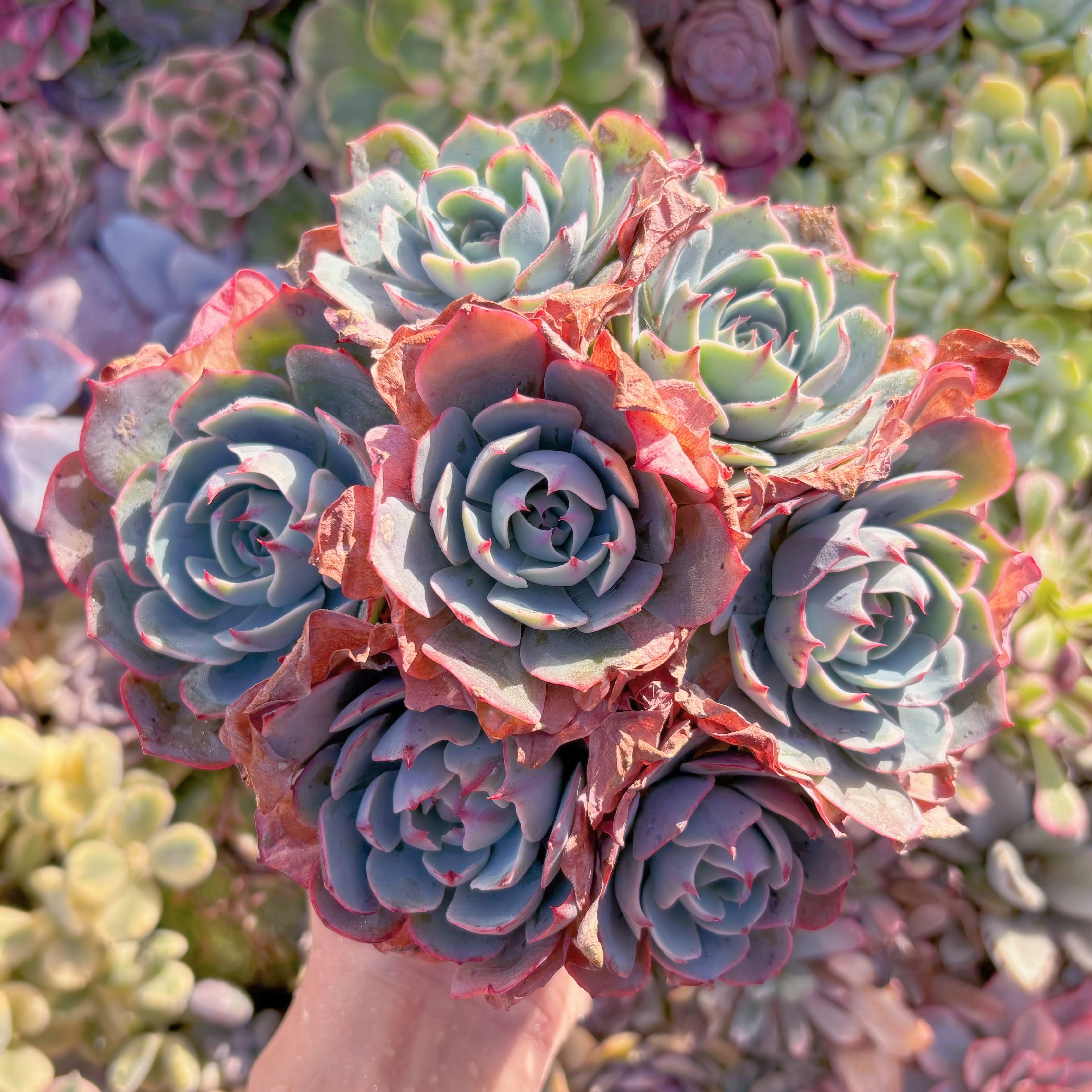 現品　アミスター#A082　特大群生　るる農園