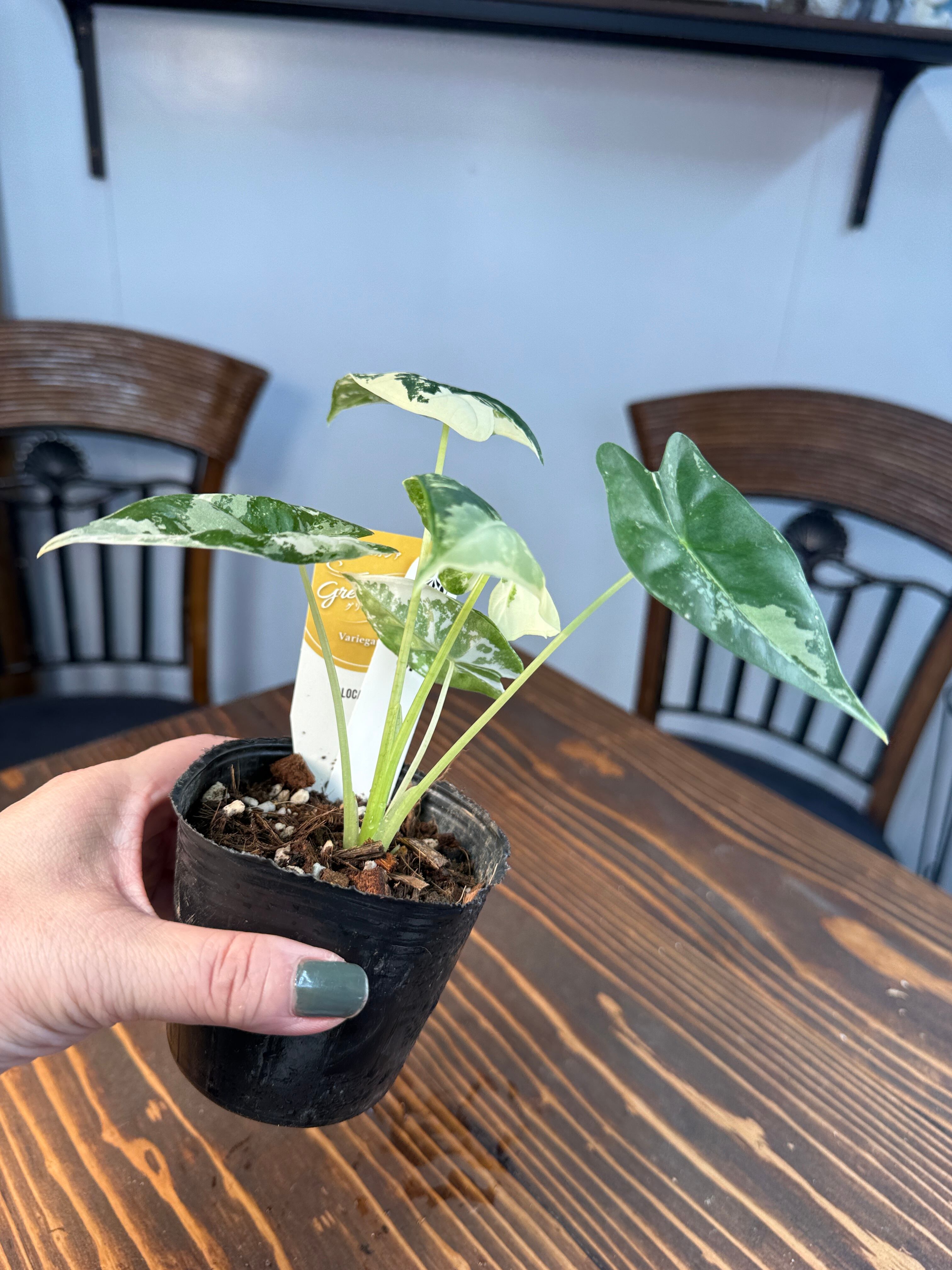 ☆1635【超レア 極み】アロカシア グリーンベルベット