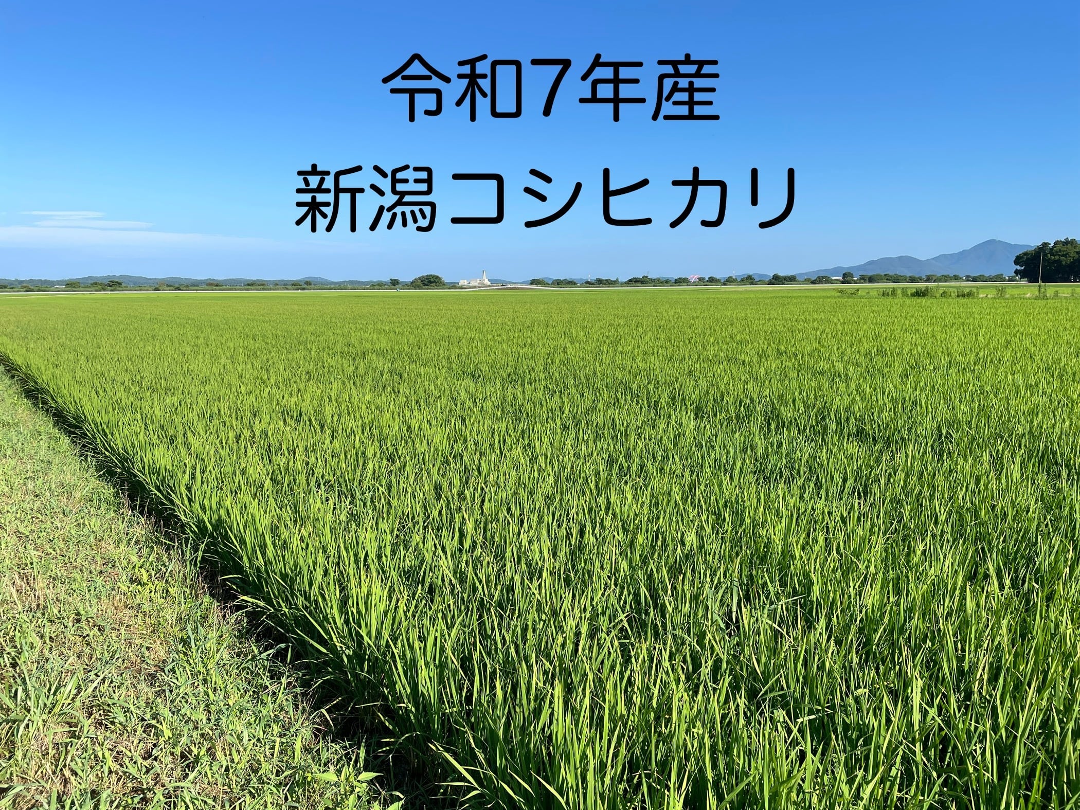 訳あり】令和7年産・新潟コシヒカリ玄米（赤米入り）約30kg | PAY ID