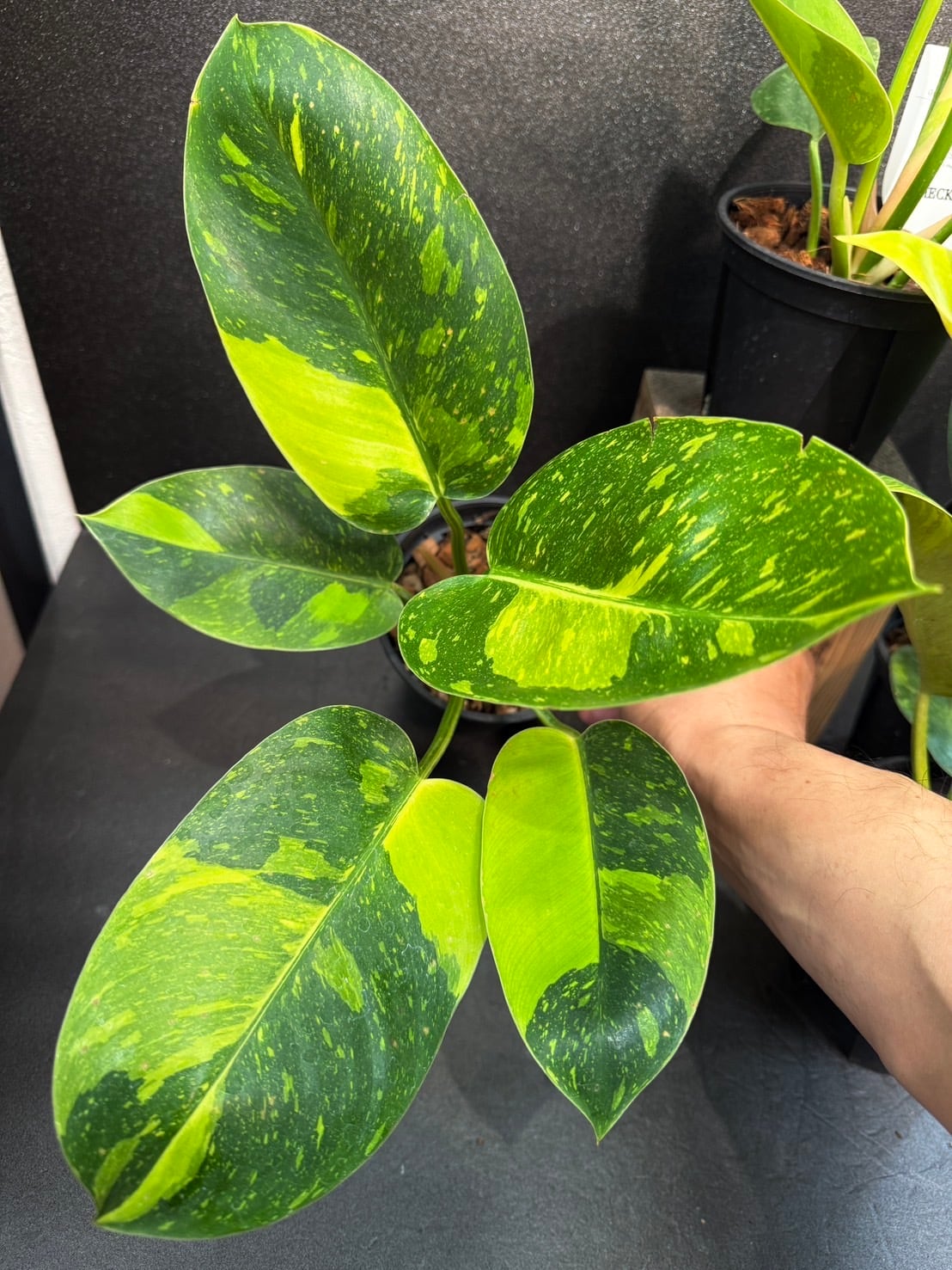 フィロデンドロン・グリーンコンゴ バリエガータ 4号 希少 | 観葉植物