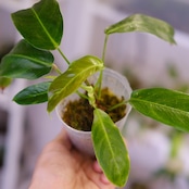 フィロデンドロン パトリシアエ / Philodendron patriciae⑰ / 観葉植物