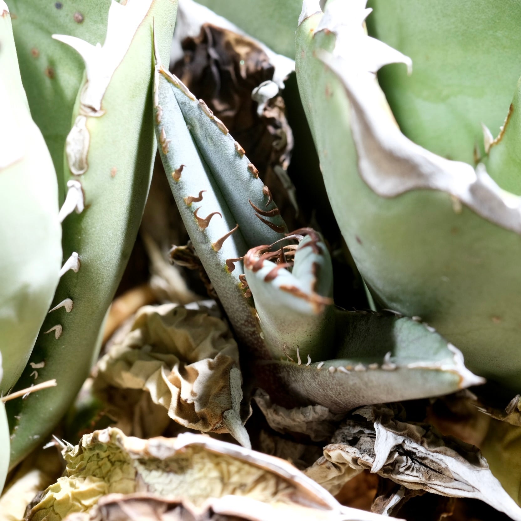 アガベ　阿修羅　子株付き Agave titanota Wabi 阿修羅 双頭 21cm （子株付） | wabi