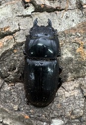 【WD】《ダイオウヒラタ 東ジャワ産 83mm ペア》