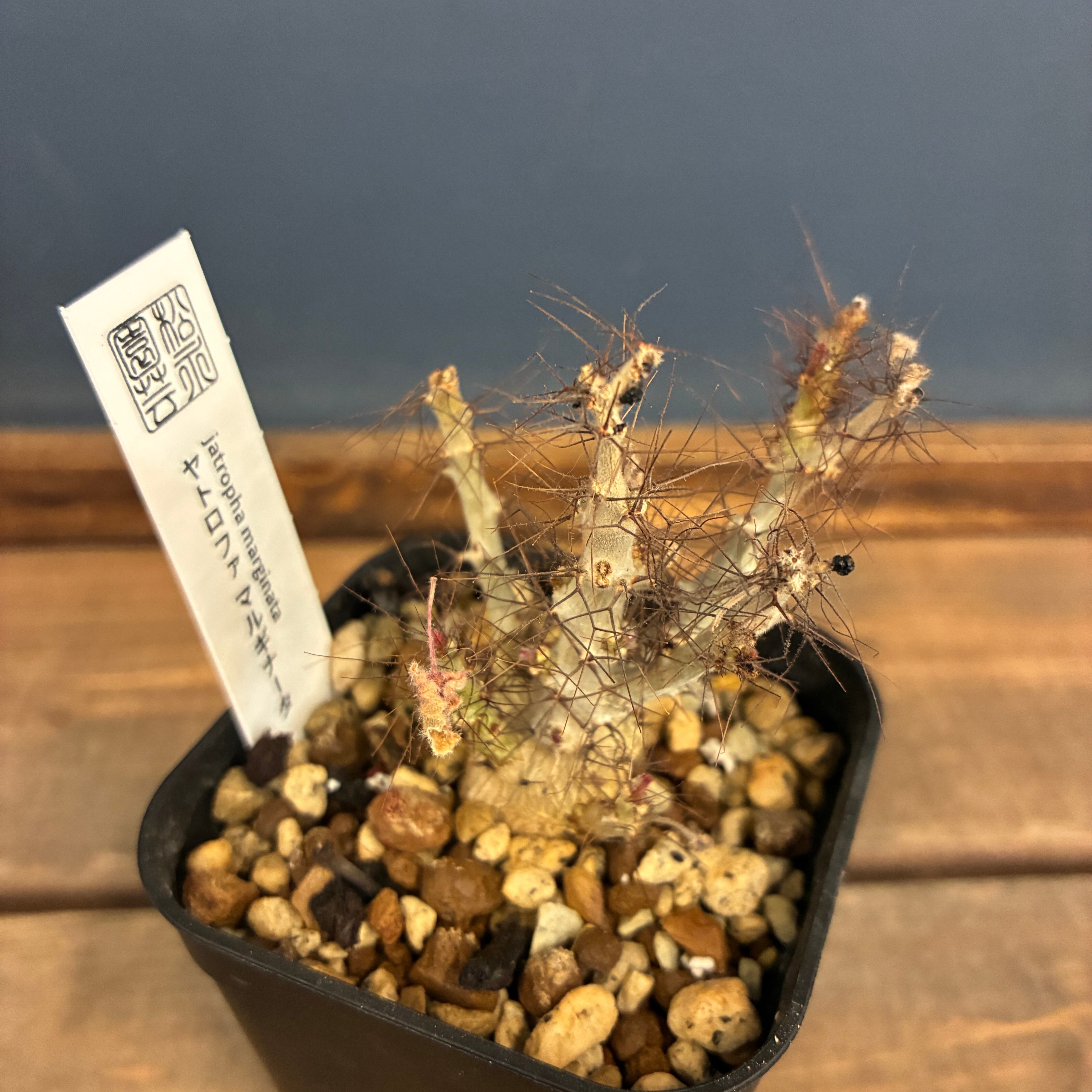 1万円以上10%OFFクーポン対象】ヤトロファ マルギナータ【619 