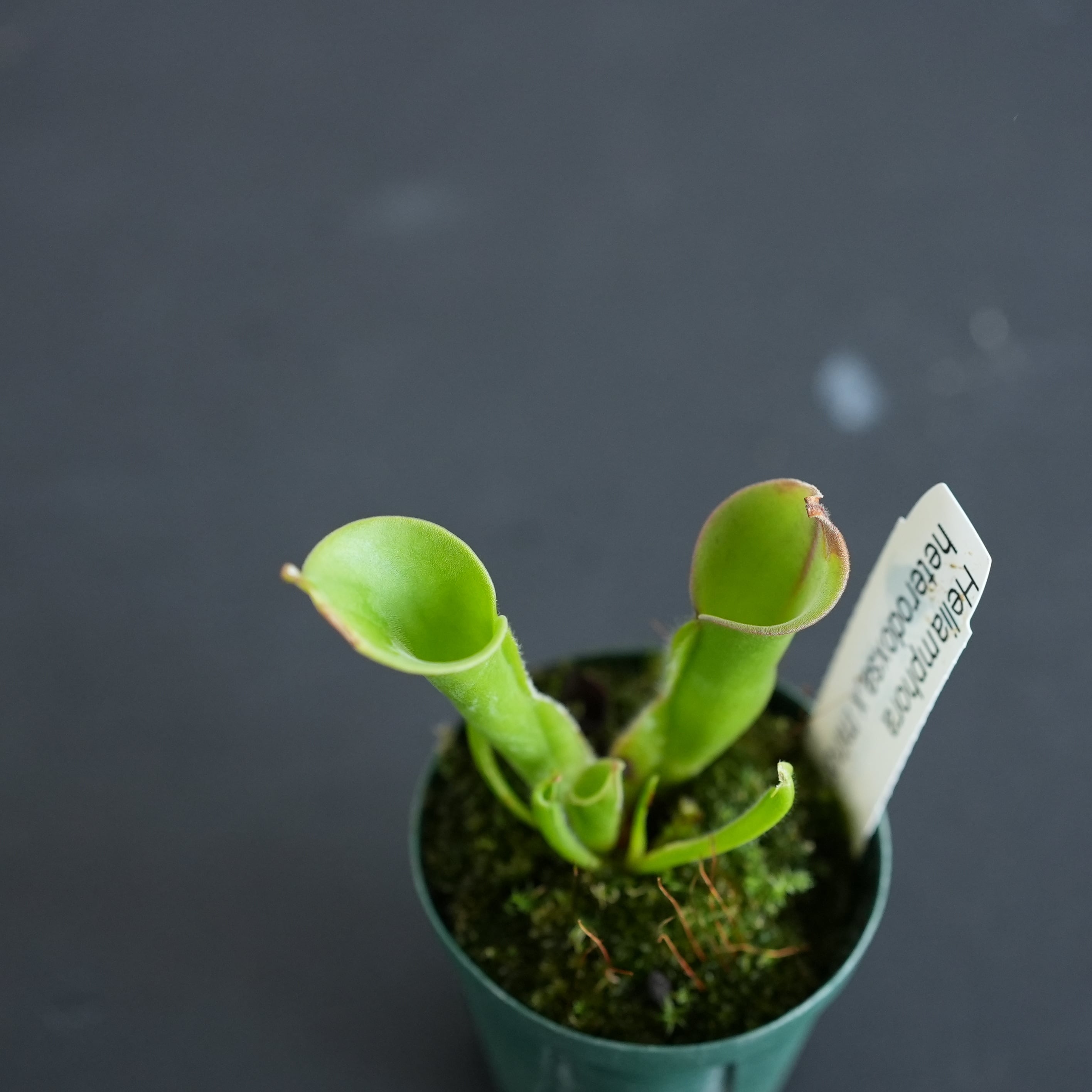 ヘリアンフォラ Heliamphora (heterodoxsa × minor)【食虫植物】 苔
