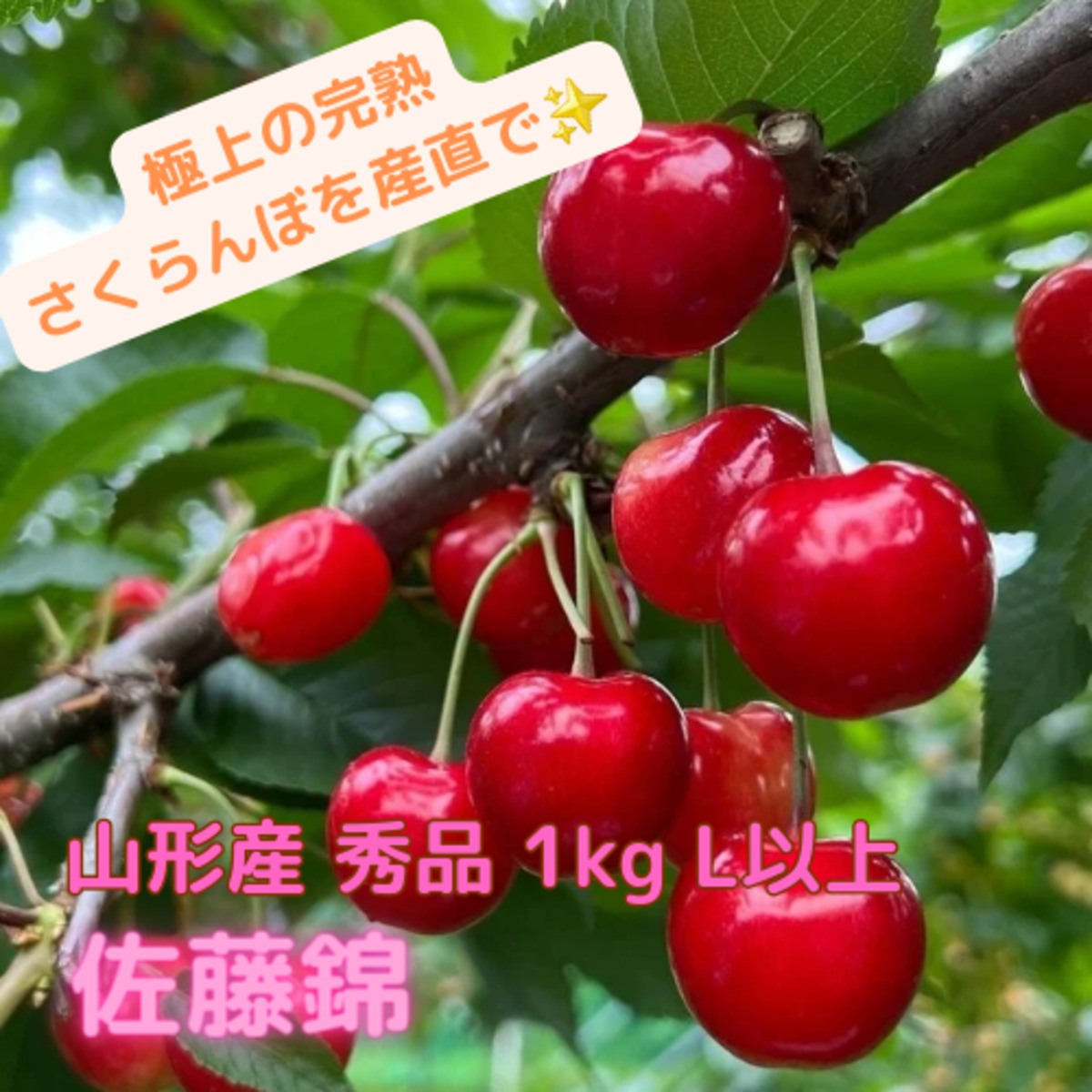 農林水産大臣賞受賞歴】山形県寒河江産 佐藤錦 秀品 1kg Lサイズ以上