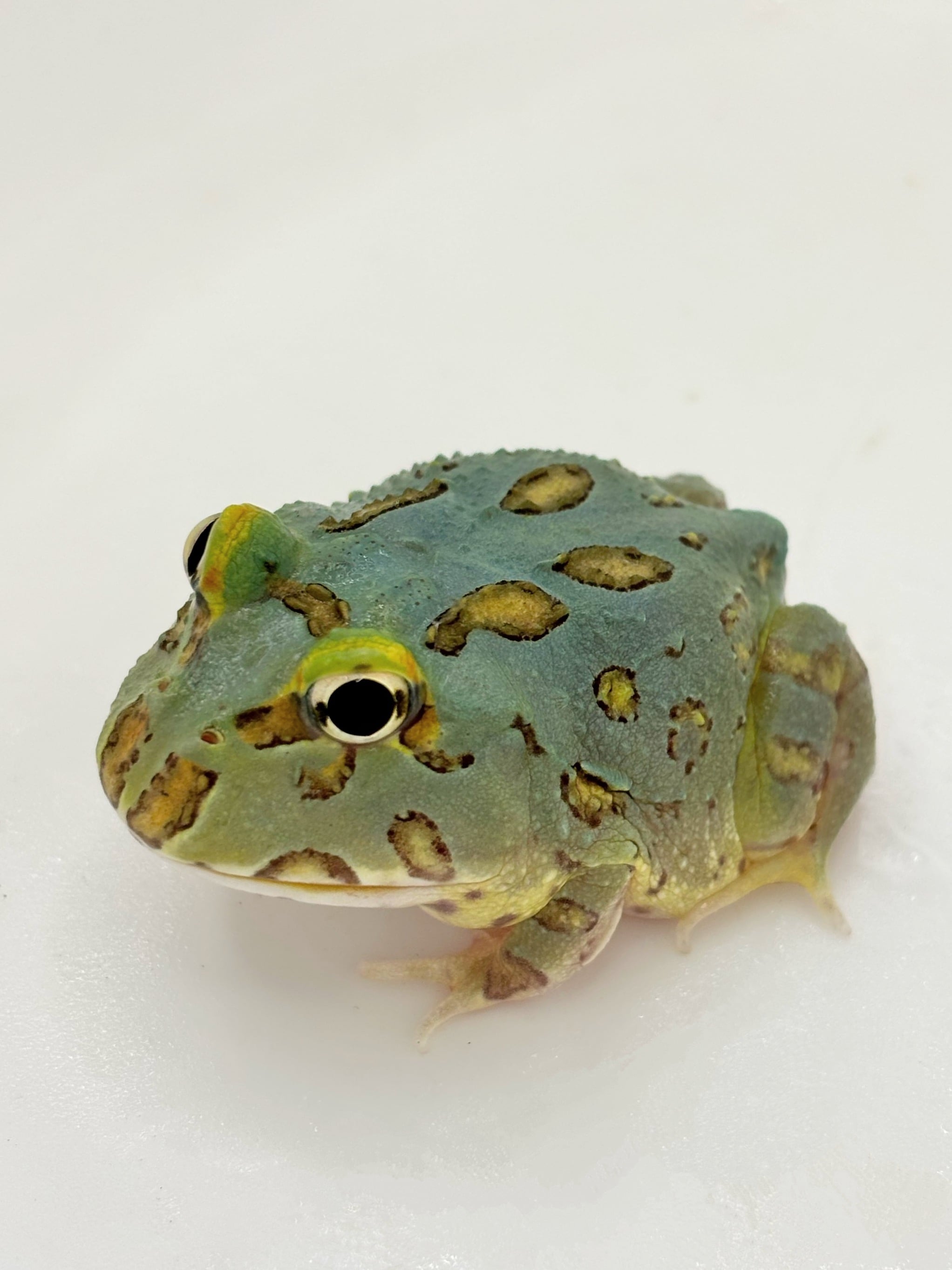 アメイロイボイモリ 国内CB 1匹 | まるころ商店〜まるくてころころした