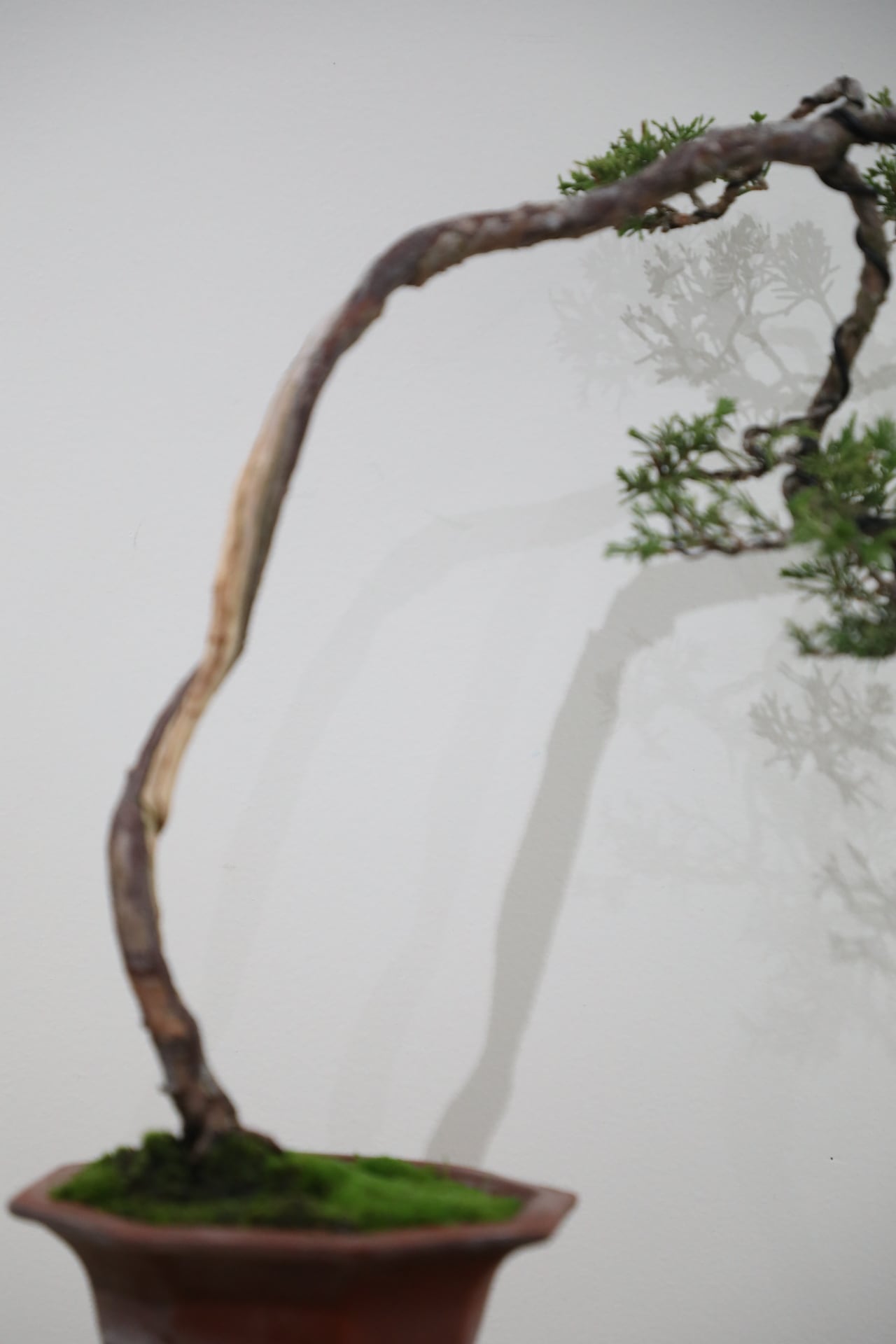 M】糸魚川真柏 盆栽 ※推定樹齢35年/Juniper Shimpaku | 【厳選植物・器
