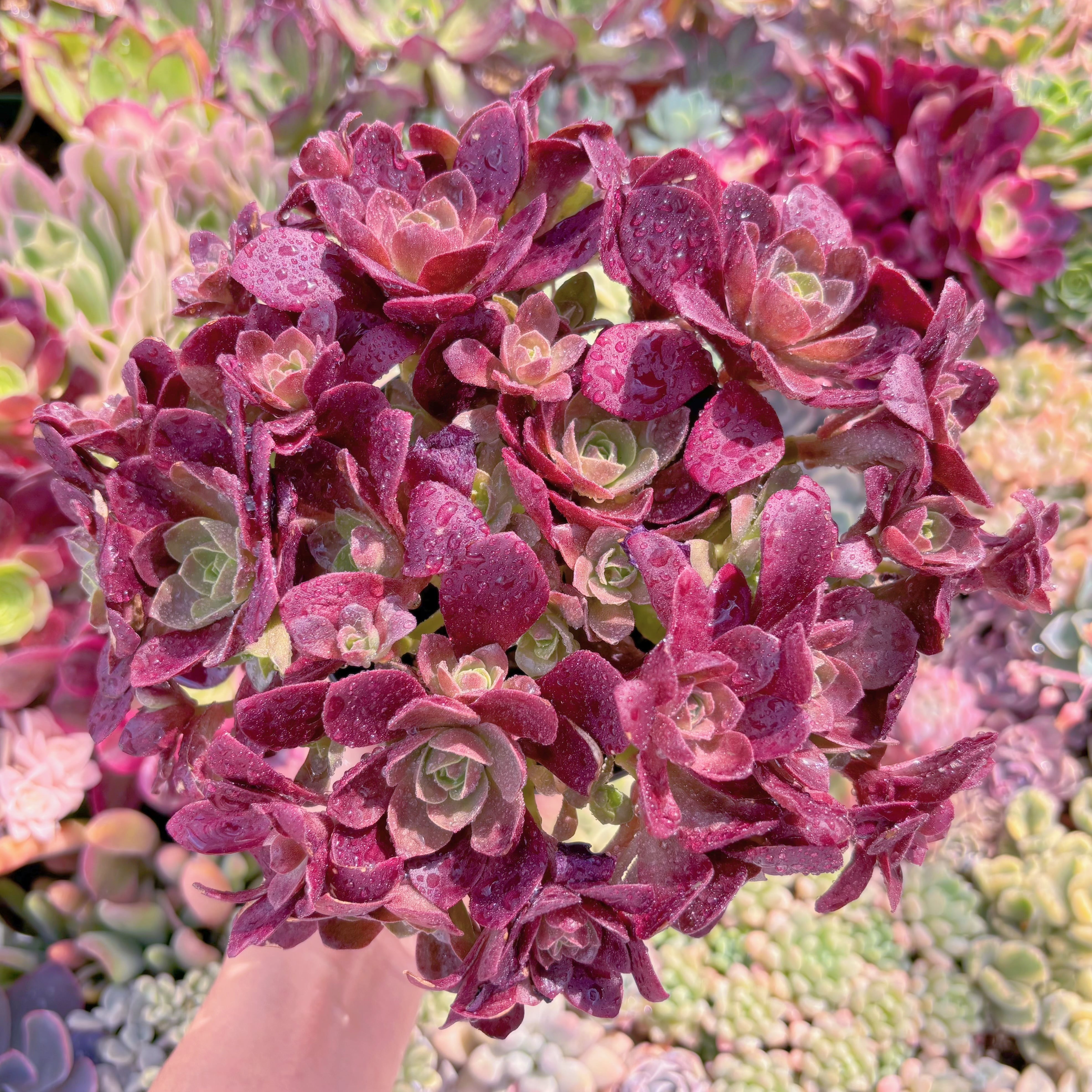 現品　マジックローズ#722　特大群生　るる農園