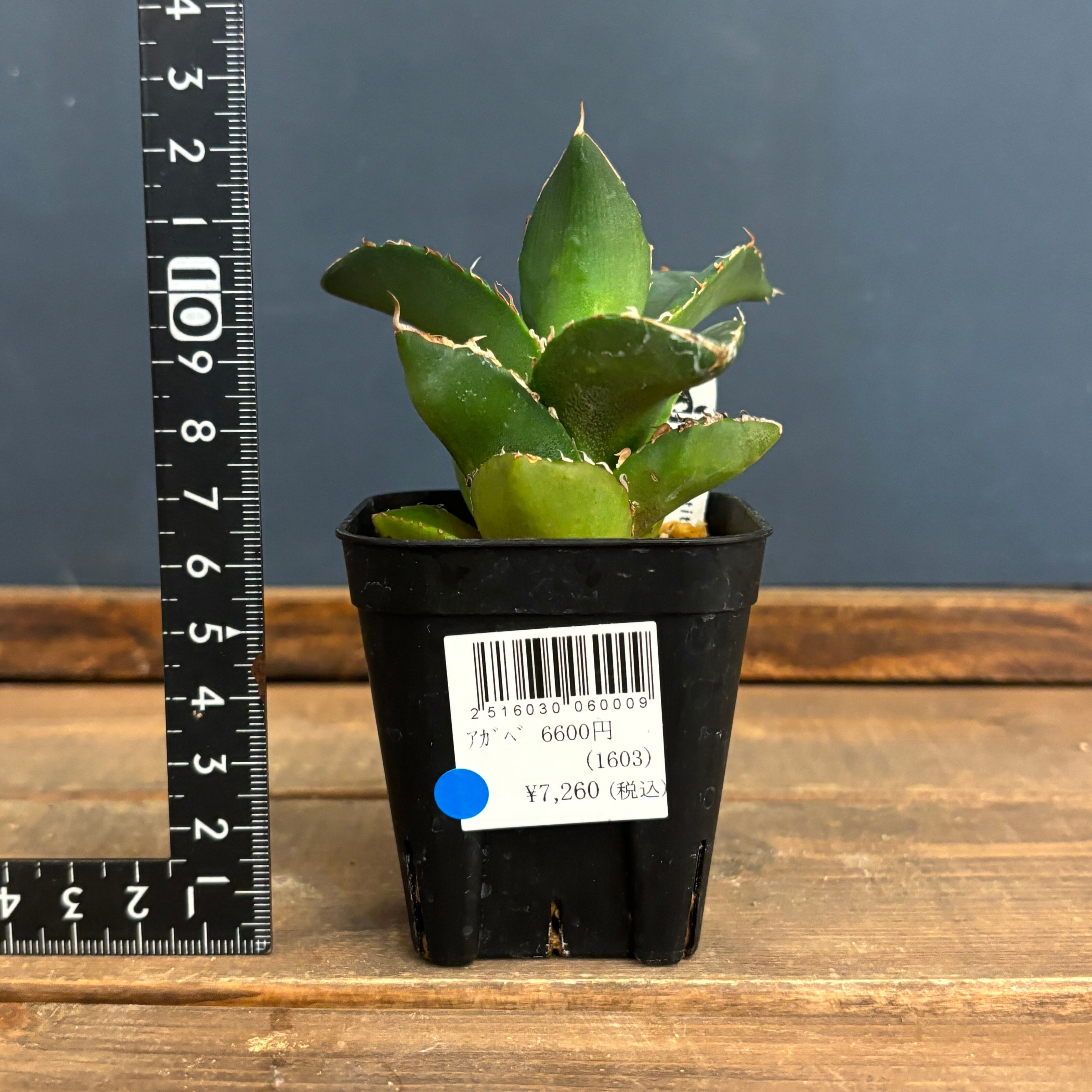 アガベ チタノタ 貔貅【301】 | PROTOLEAF プロトリーフ