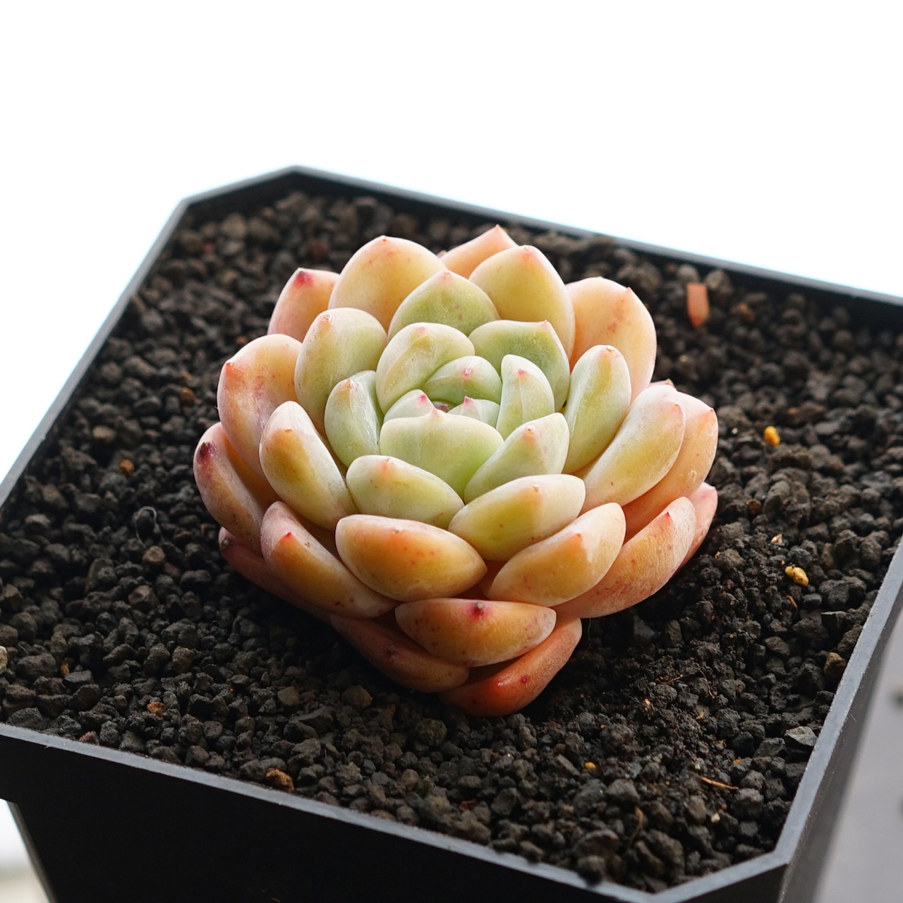 カット苗 厚夢 ホウメン 小苗 Echeveria 'Houmeng'