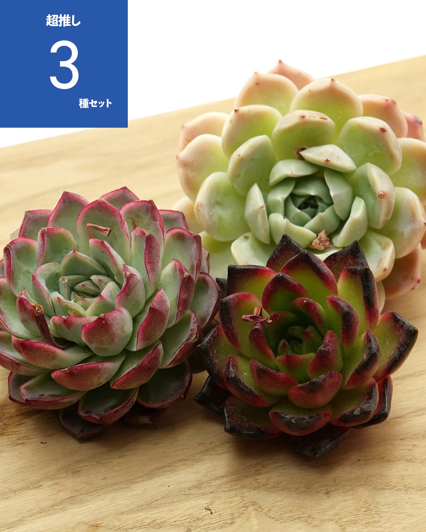 抜き苗 パリー トルンカータ オリザバ Agave parryi var.truncata