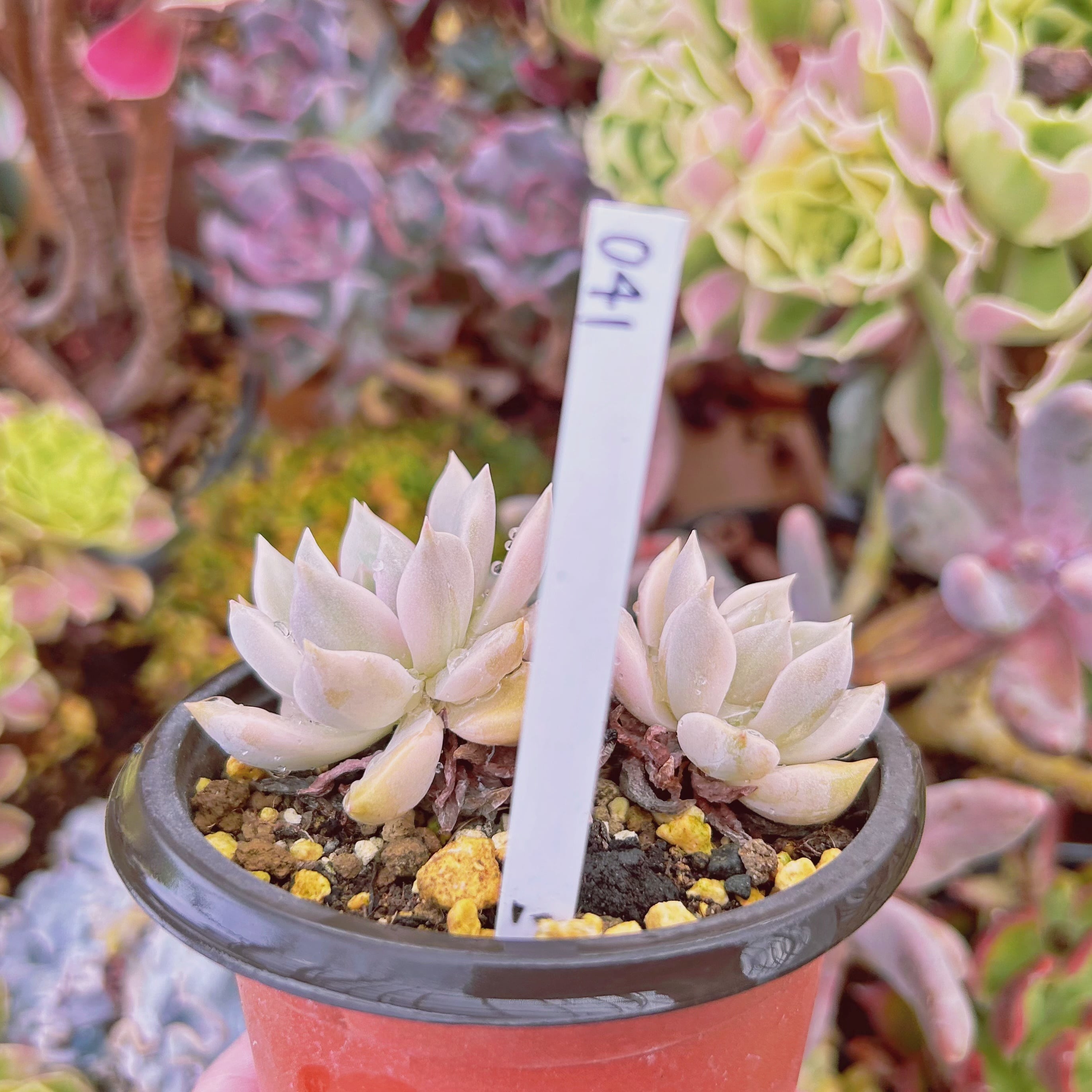 041現物 多肉植物 Echeveria カリナ錦 抜き苗 | るる農園~多肉植物専門