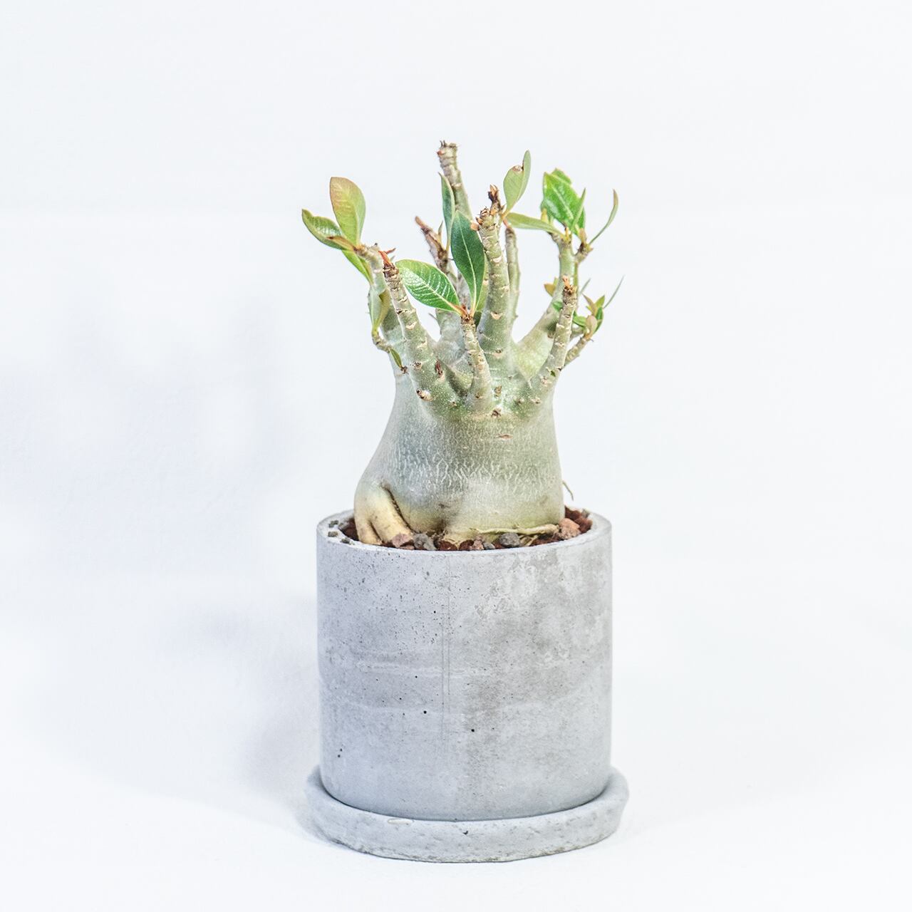 アデニウム　ずんぐり太幹が存在感◎　ざらっとモルタル鉢で引き締めたワイルドな一鉢