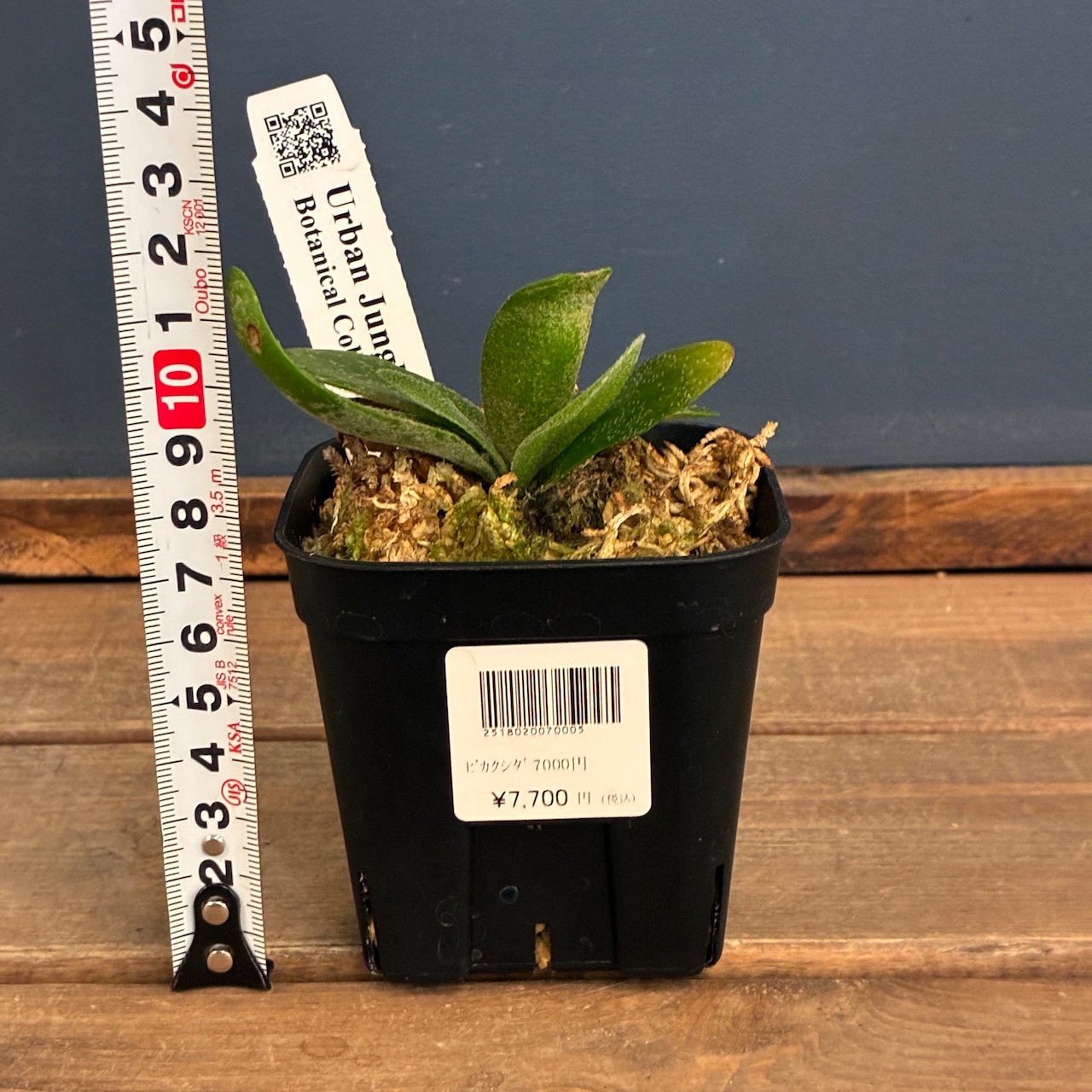 ビカクシダ P. willinckii cv. Little Lanna (TC)【970】【再撮影】