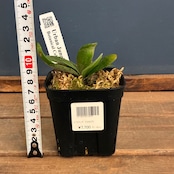 ビカクシダ P. willinckii cv. Little Lanna (TC)【970】【再撮影】