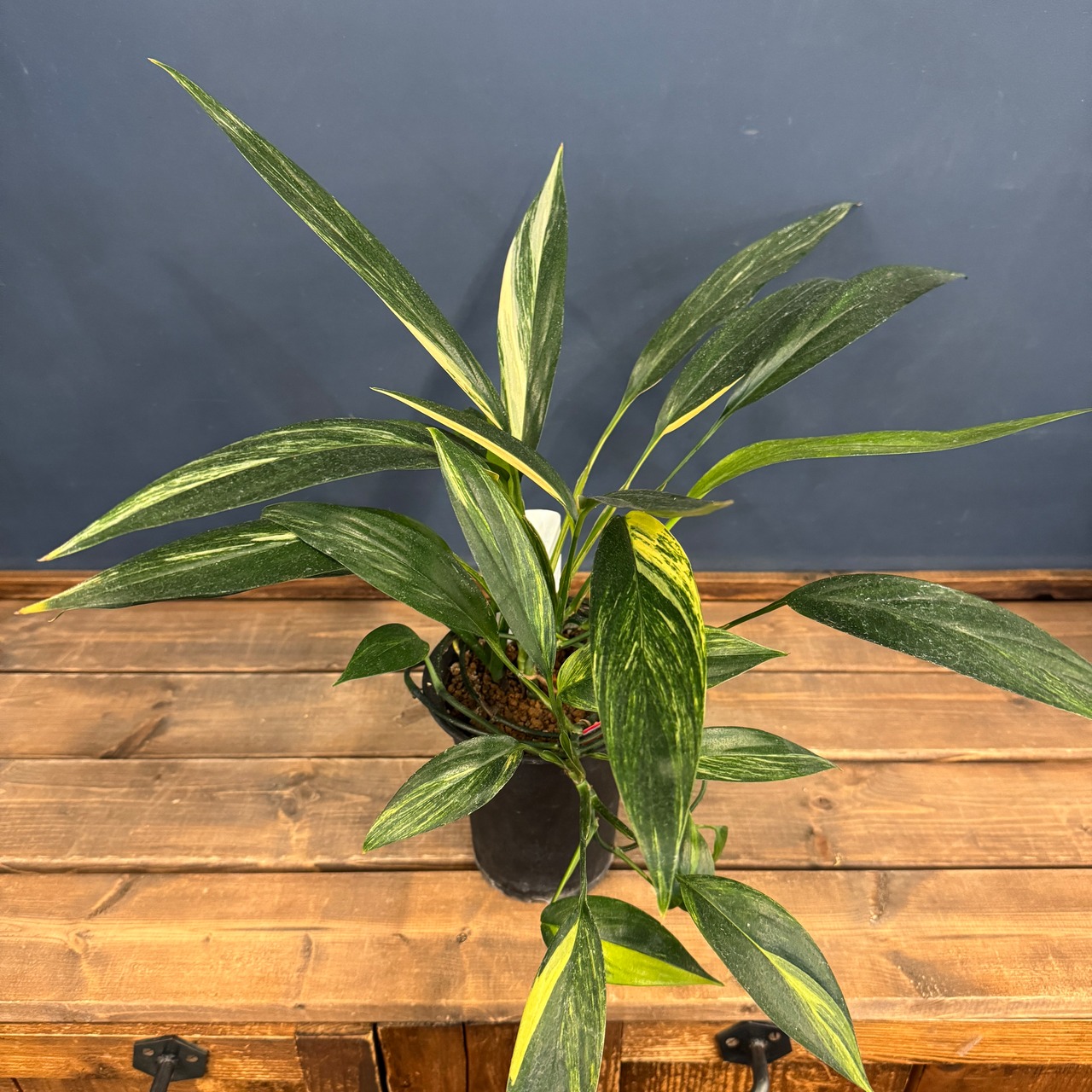 【クリアランス】エピプレムナム アンプリッシマム 斑入り【737】