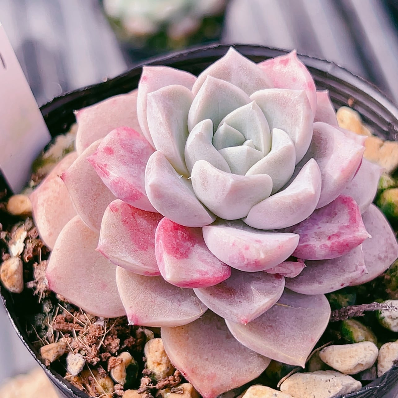 04 30苗 多肉植物 韓国苗交配種 エケベリア 超美苗 サボテン 園芸 レア種