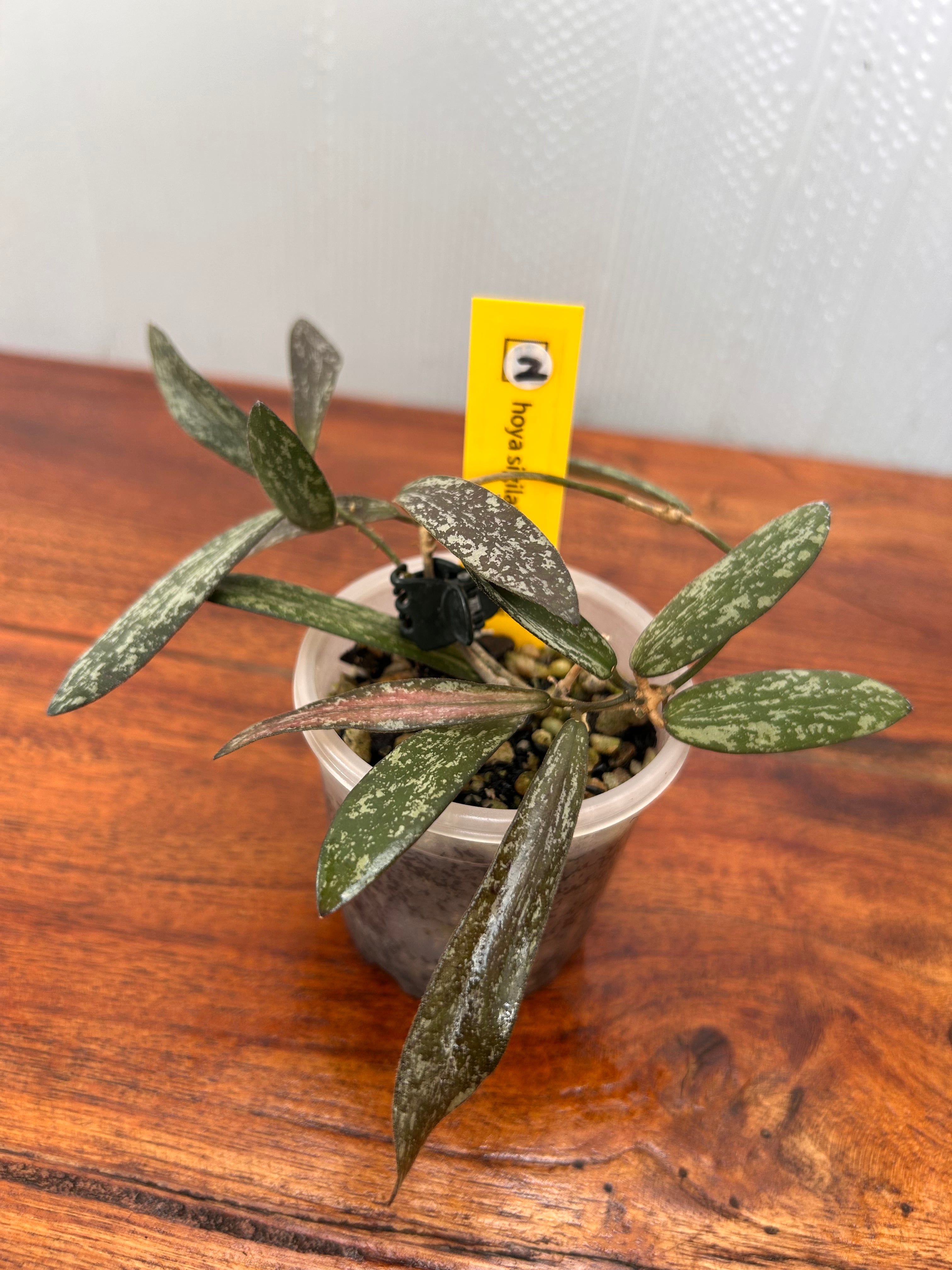 Hoya | BALI-AN 園芸